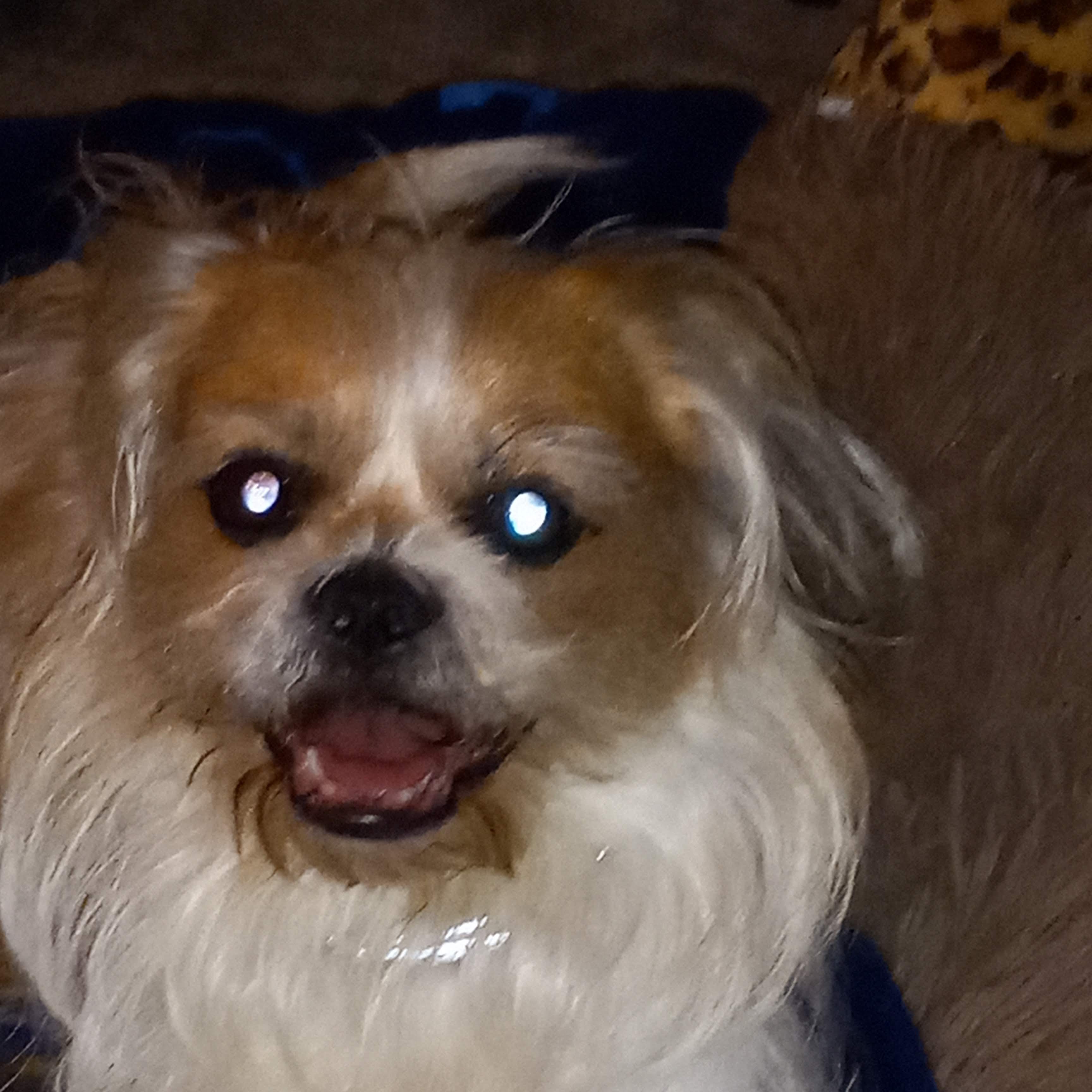 Justice Scoobie