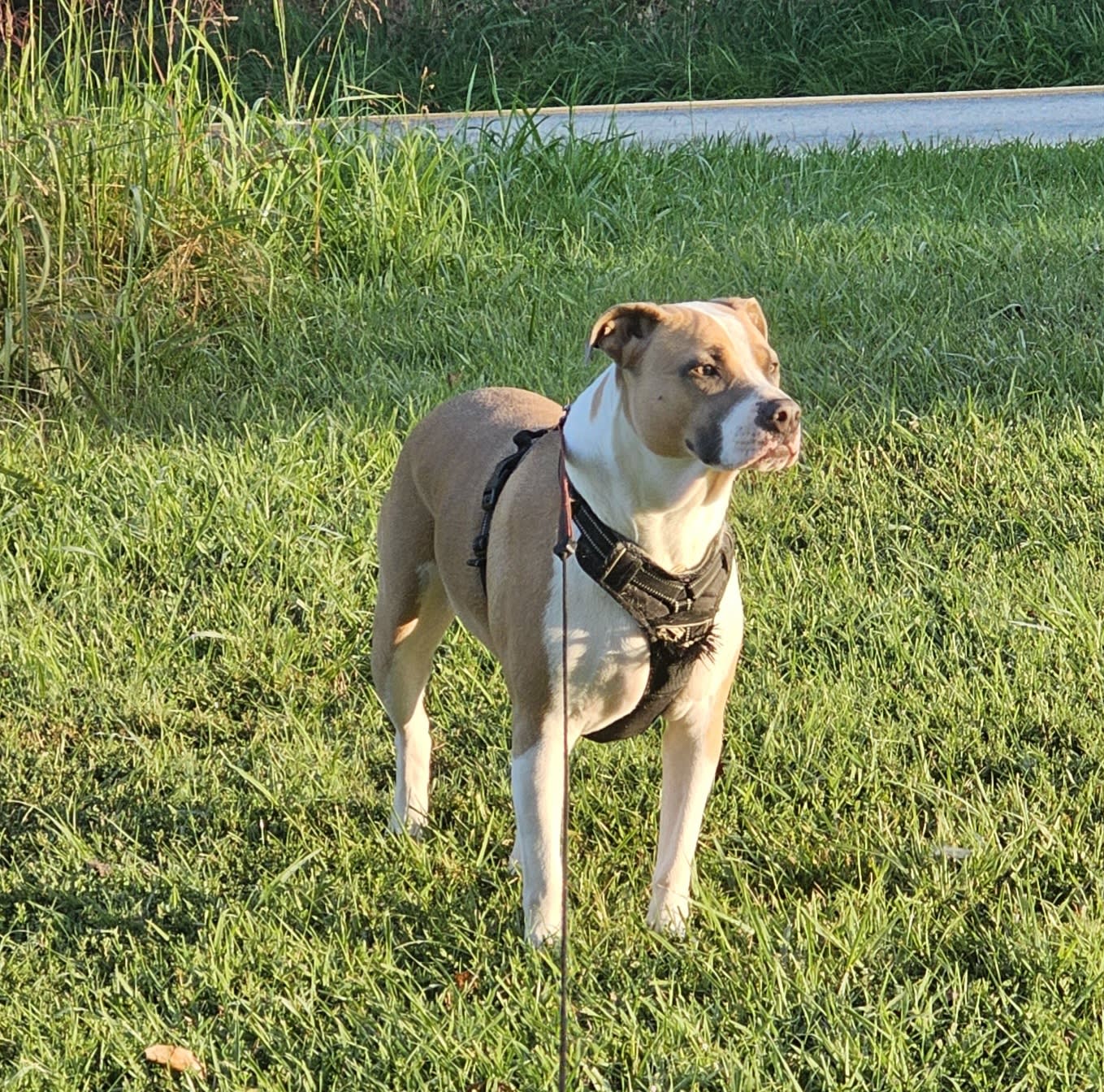 LuLu LuLu