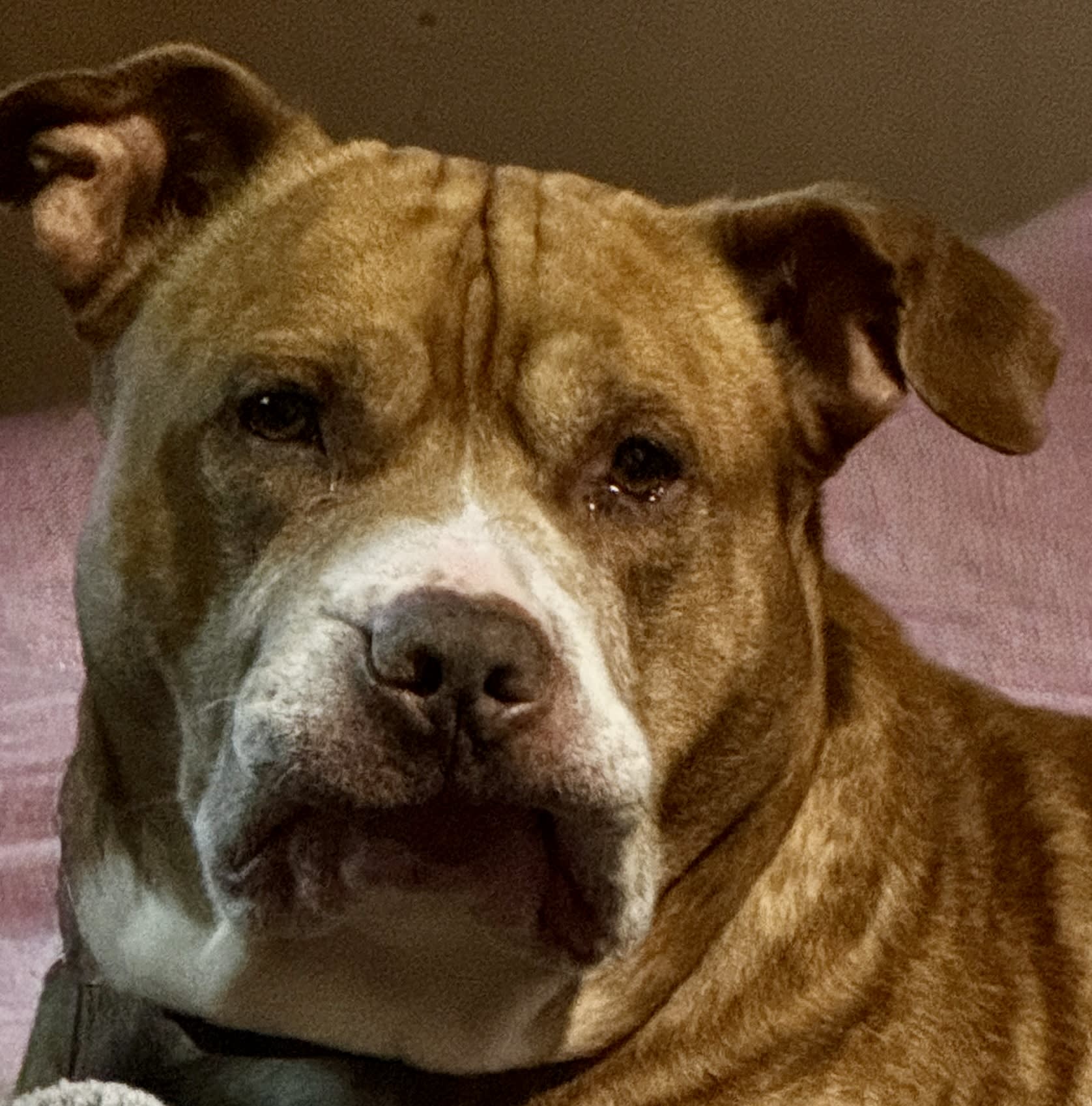 Diesel Dog