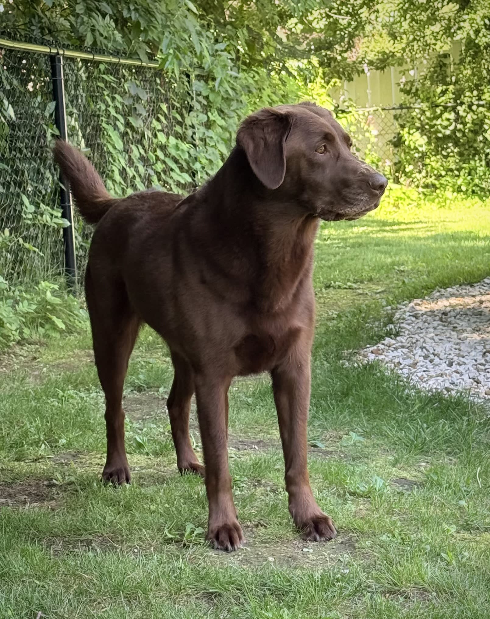 Kira
