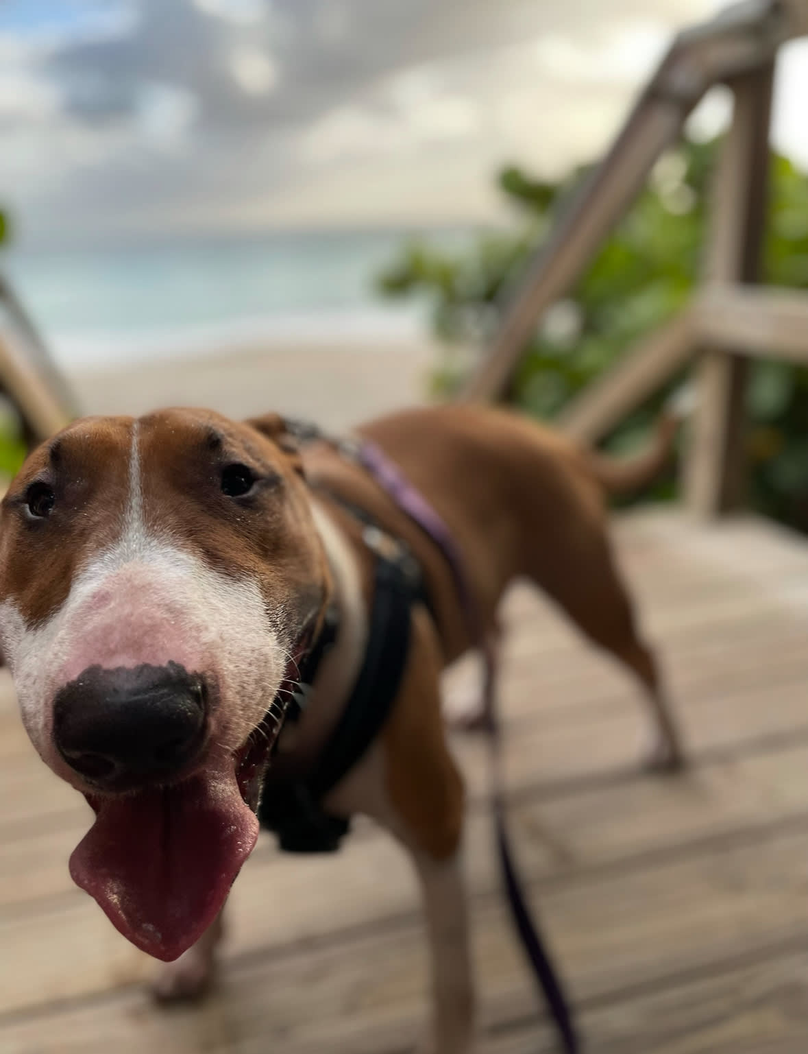 Chico