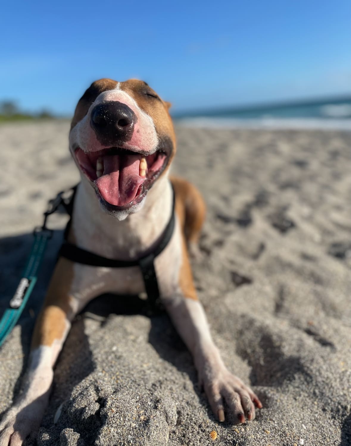 Chico
