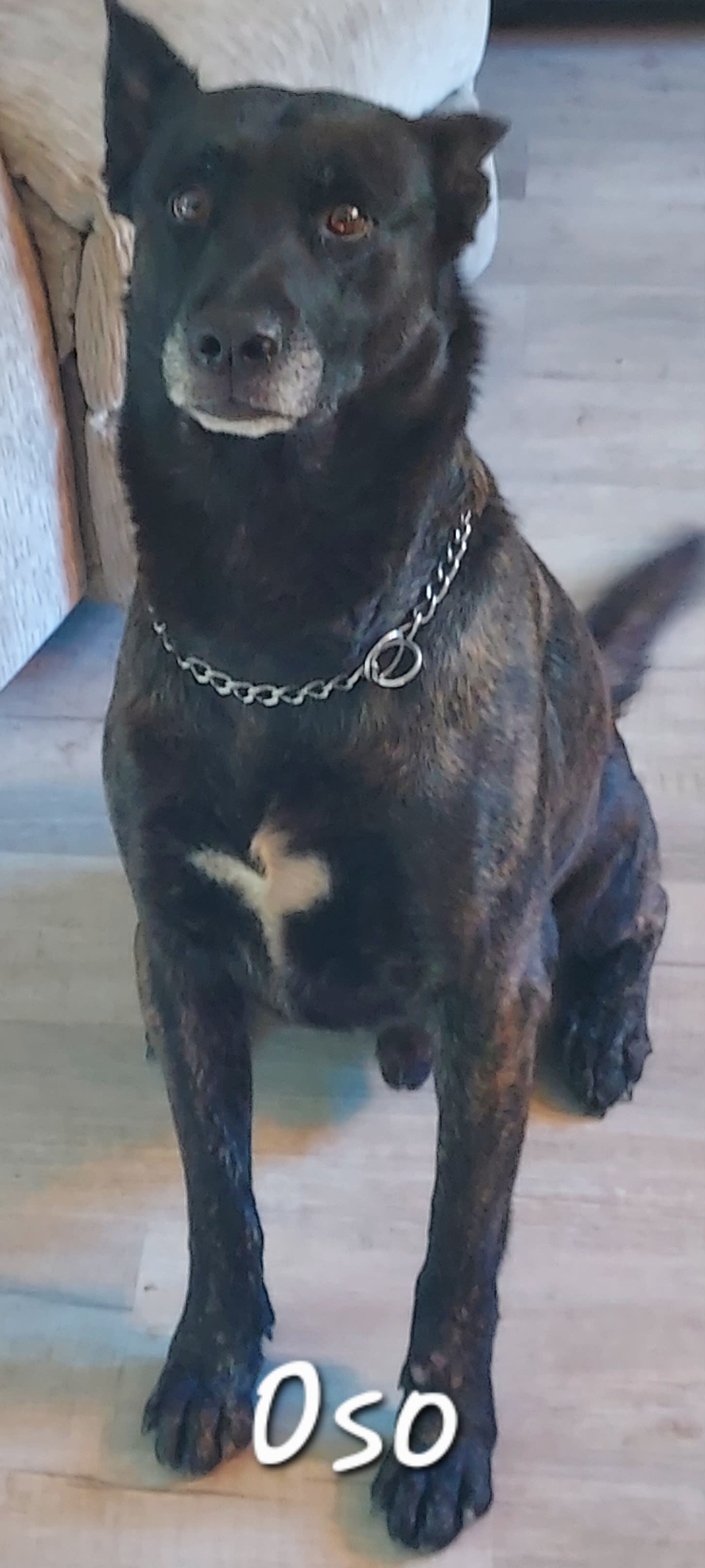 Oso
