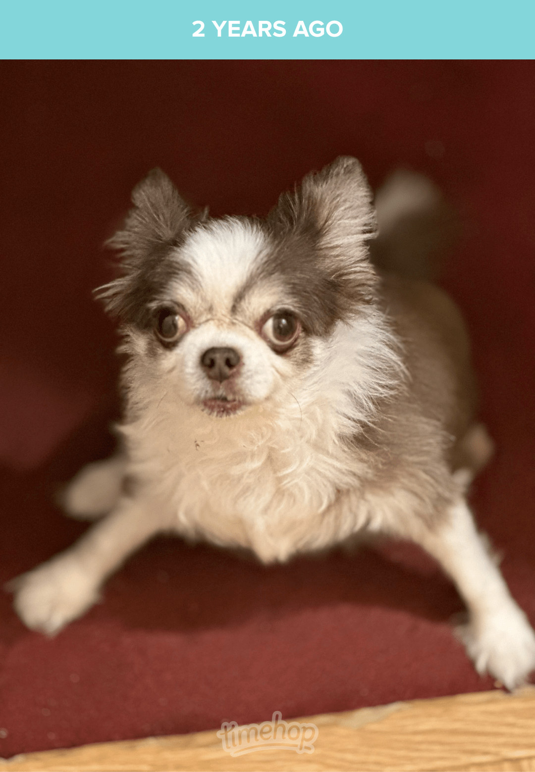 Hershey Gizmo