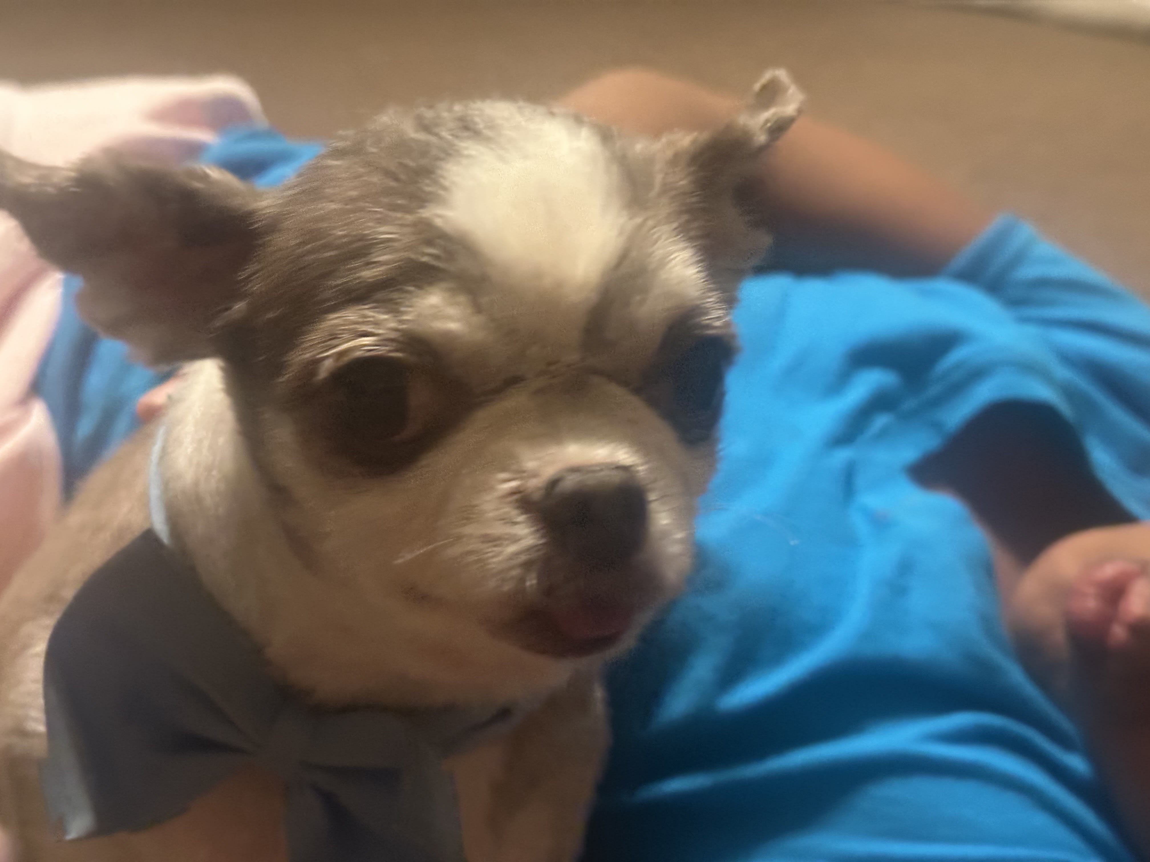 Hershey Gizmo