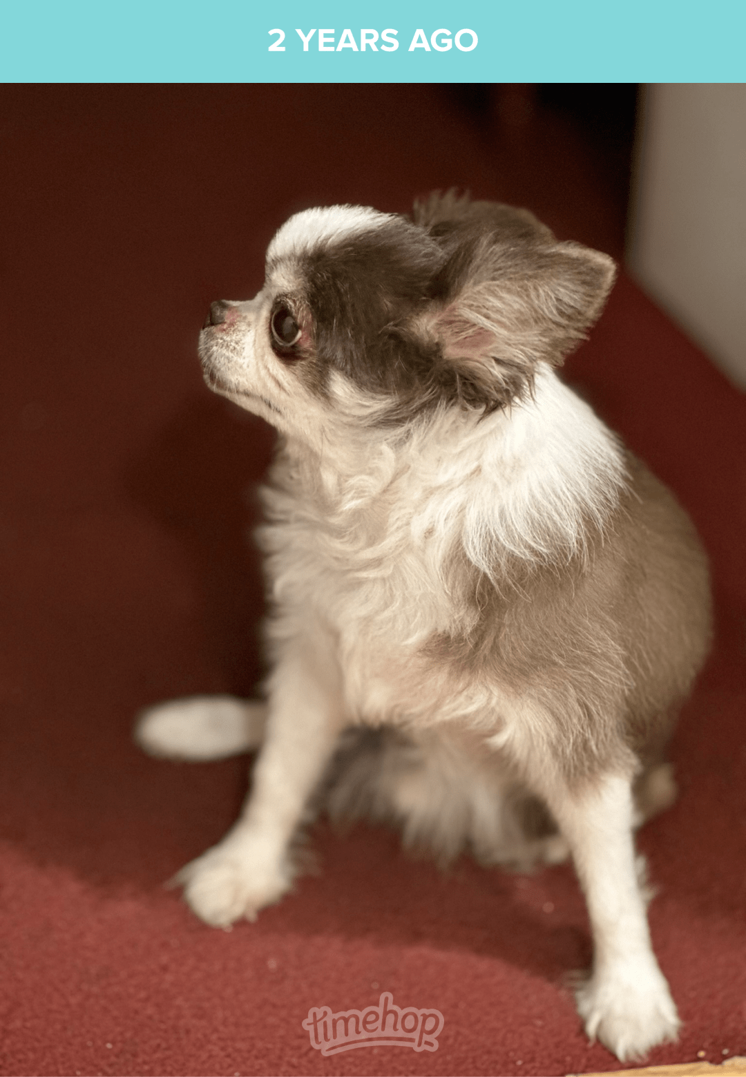 Hershey Gizmo
