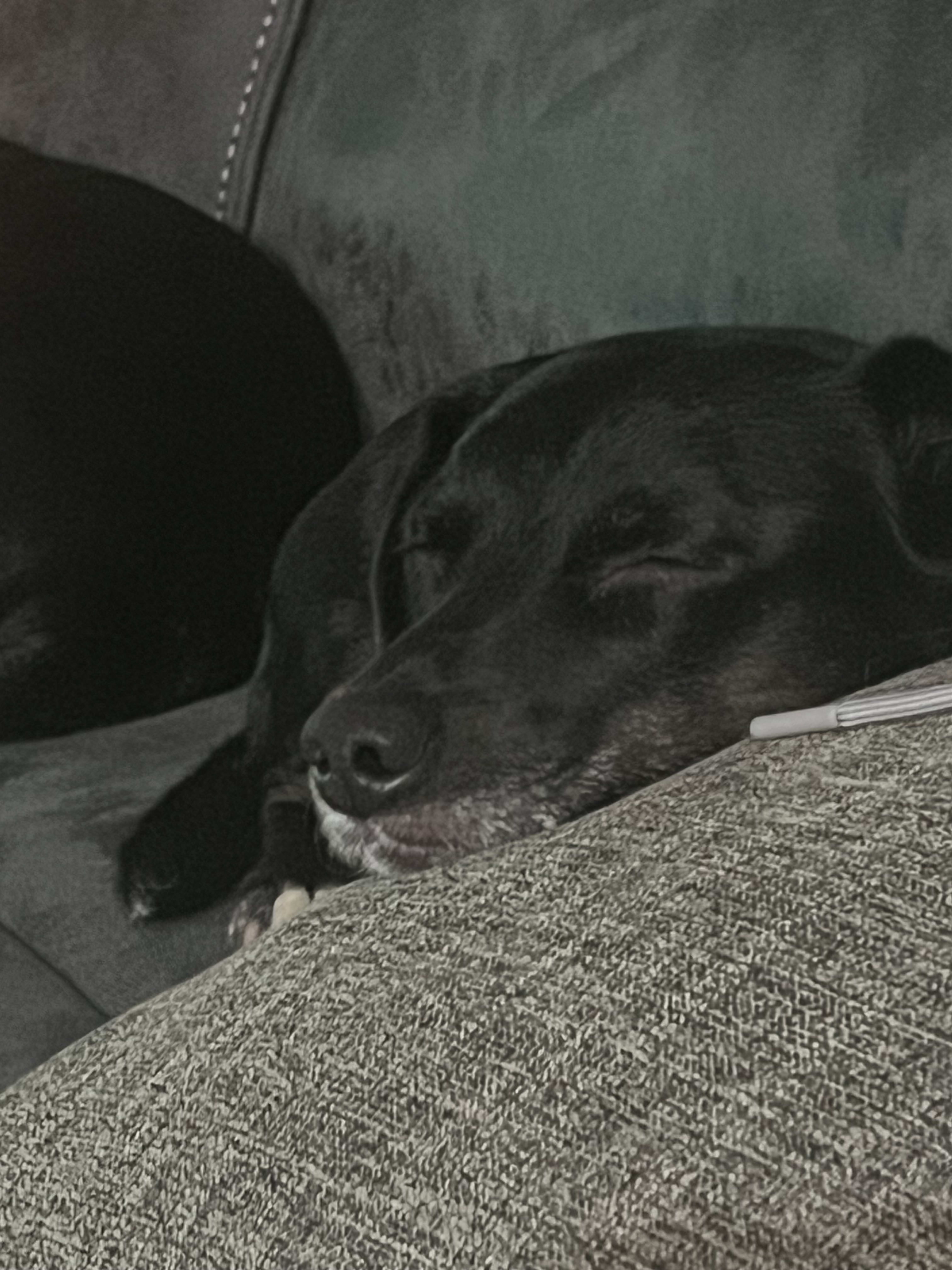 Jetta and Mia