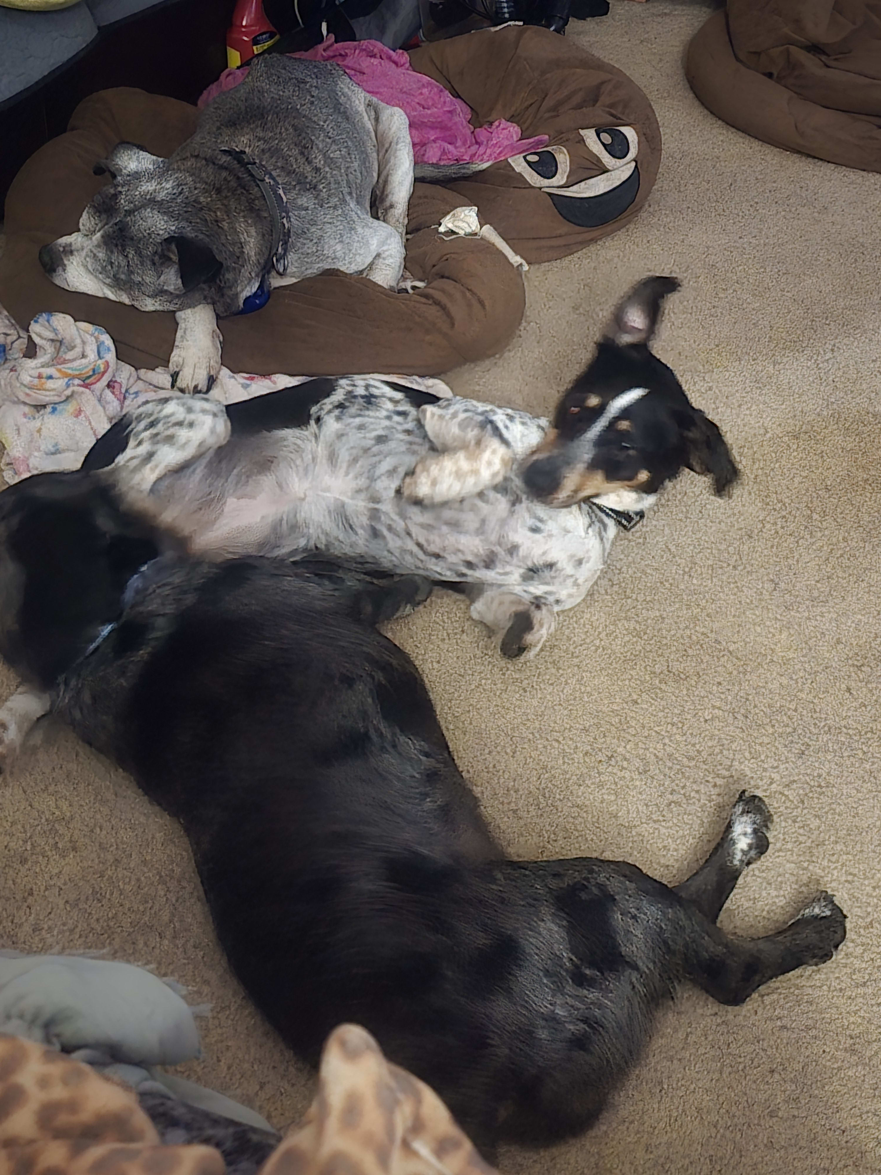 MaggieMarleyRoxie MaggieMarleyRoxie