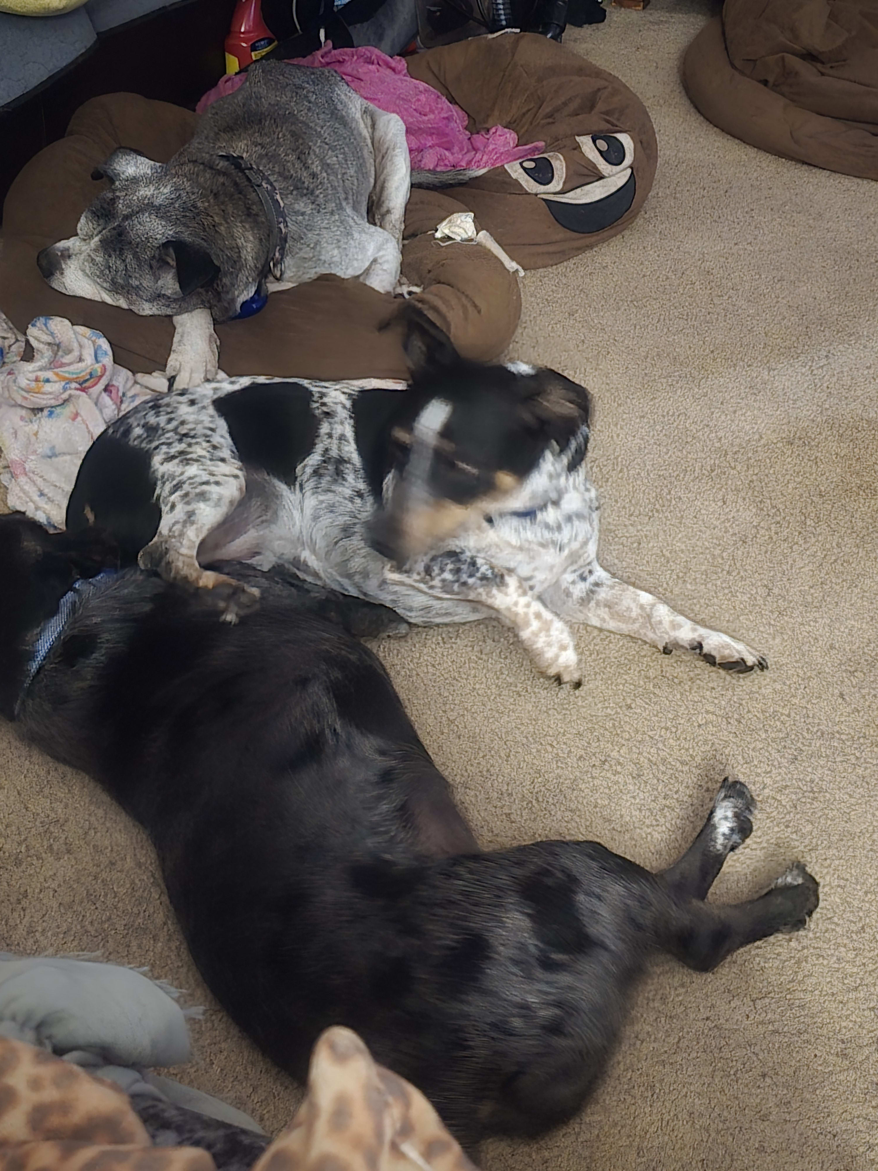 MaggieMarleyRoxie MaggieMarleyRoxie