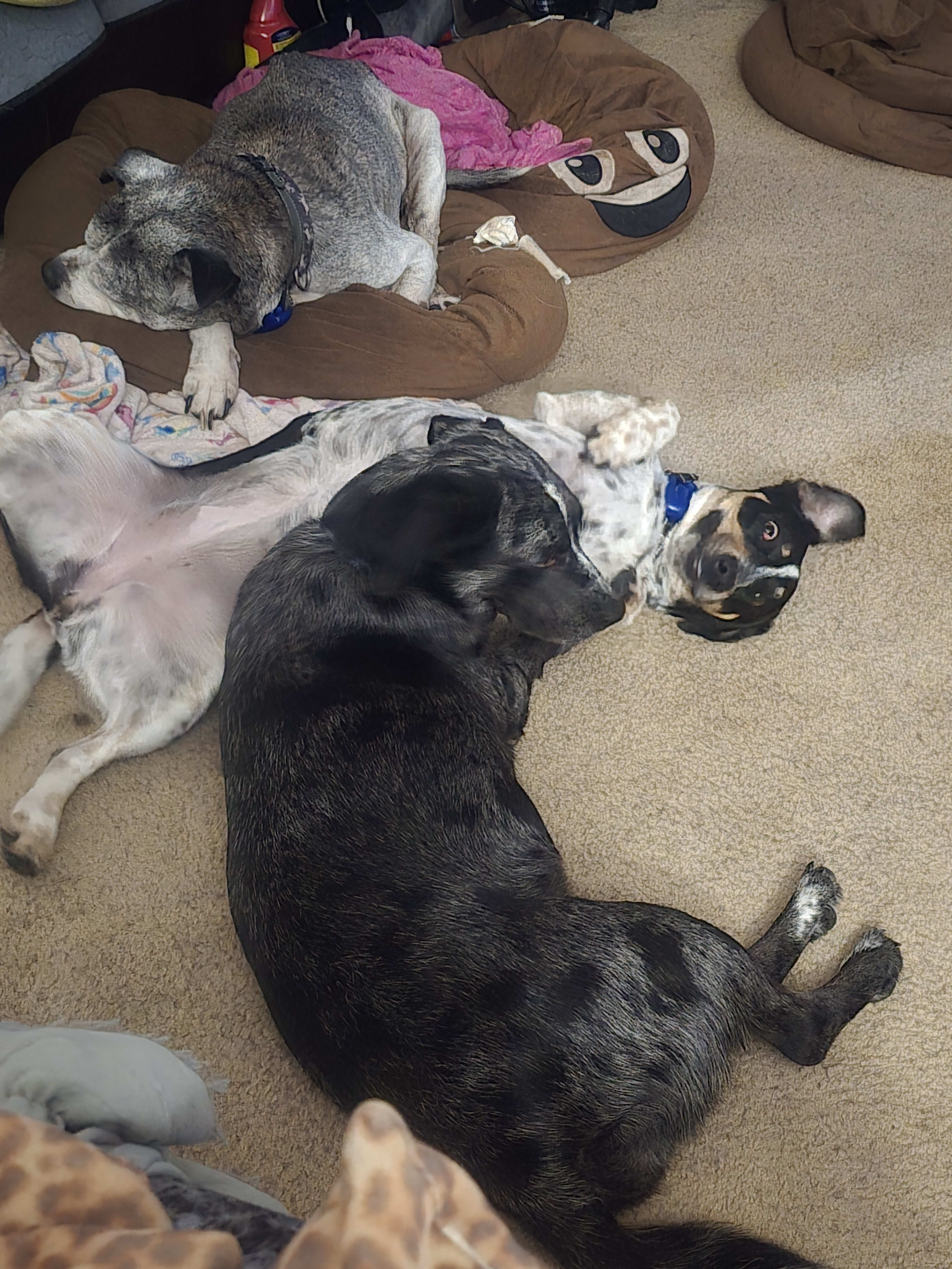 MaggieMarleyRoxie MaggieMarleyRoxie
