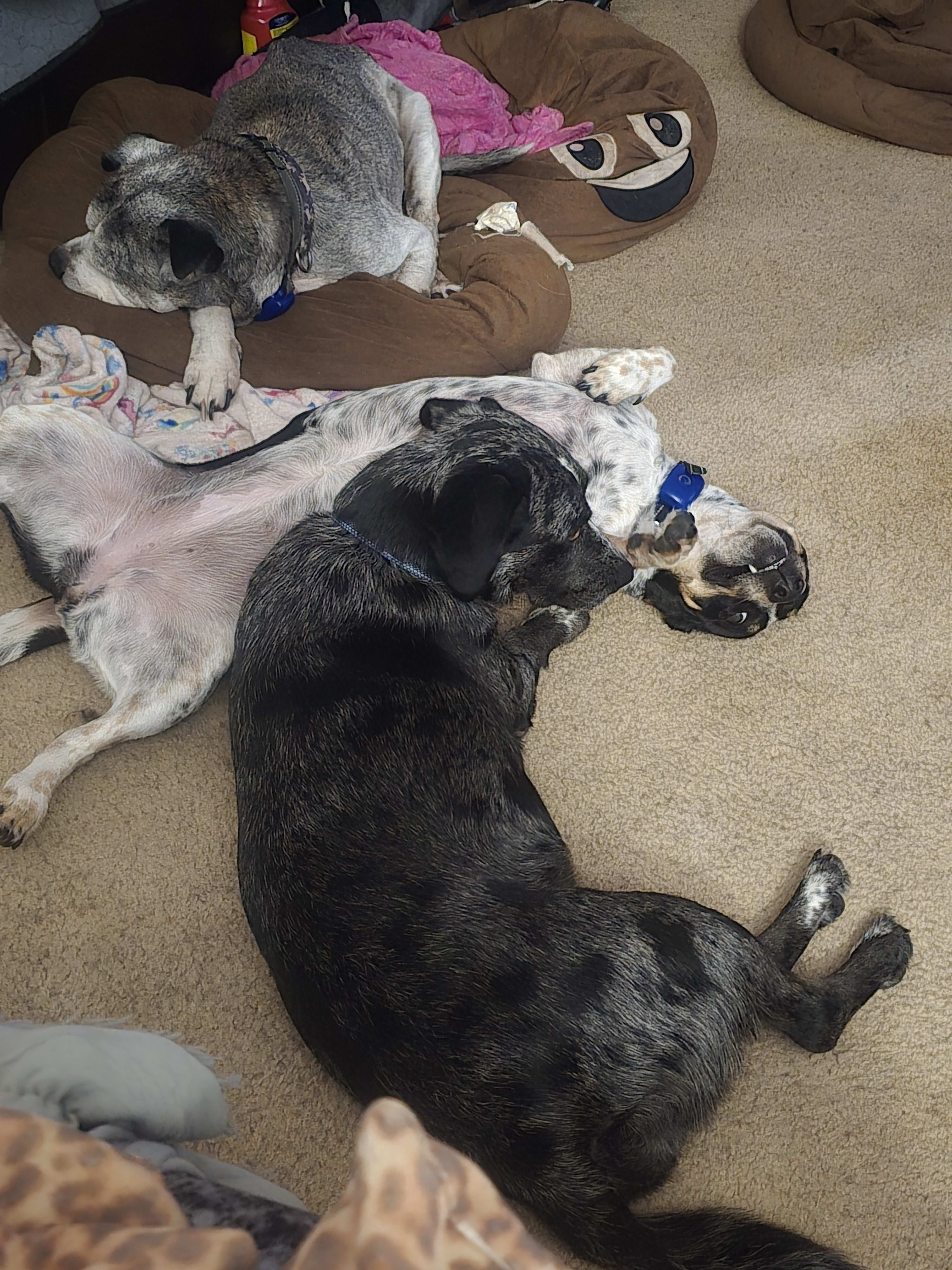 MaggieMarleyRoxie MaggieMarleyRoxie