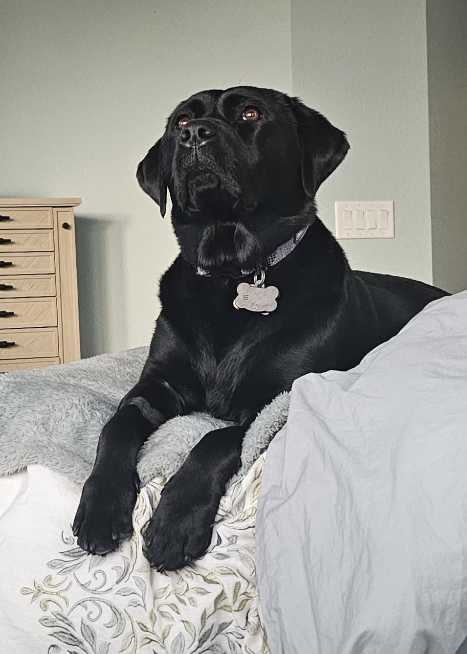 Bailey Beau