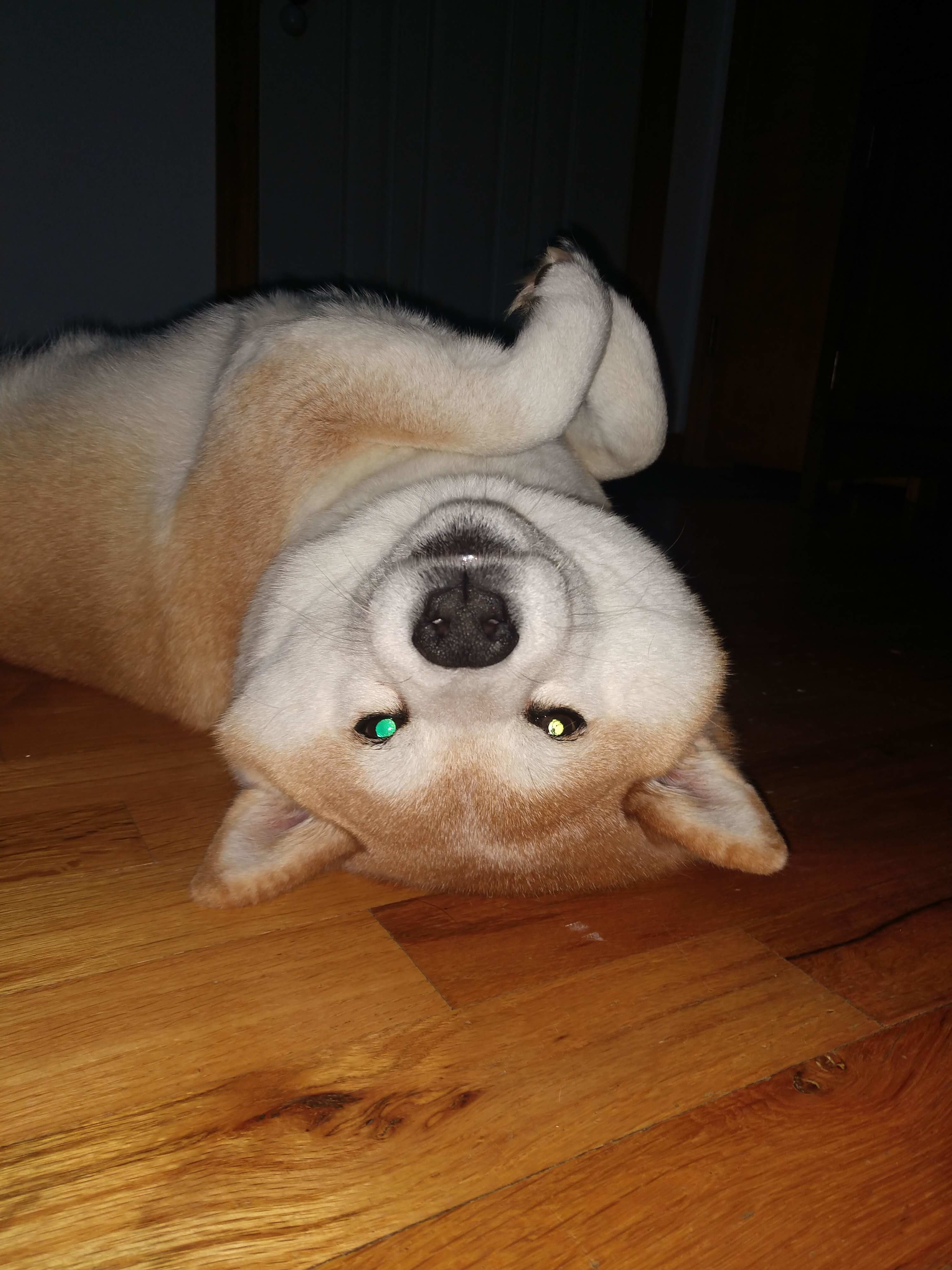 Aurora Aurora