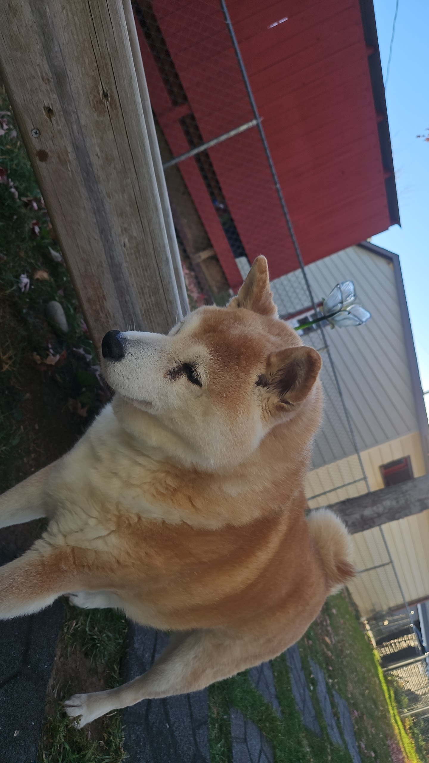 Aurora Aurora