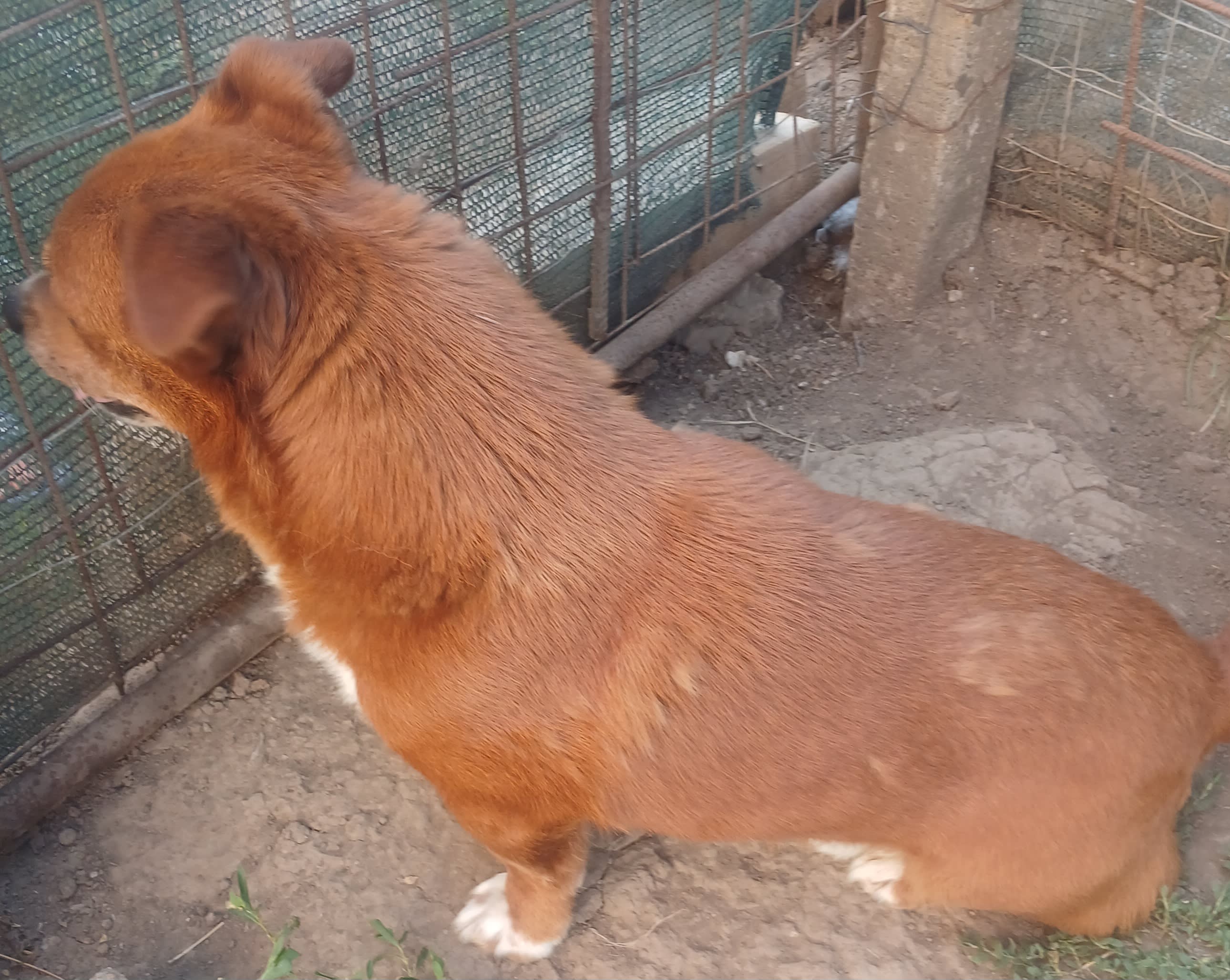 Bobita