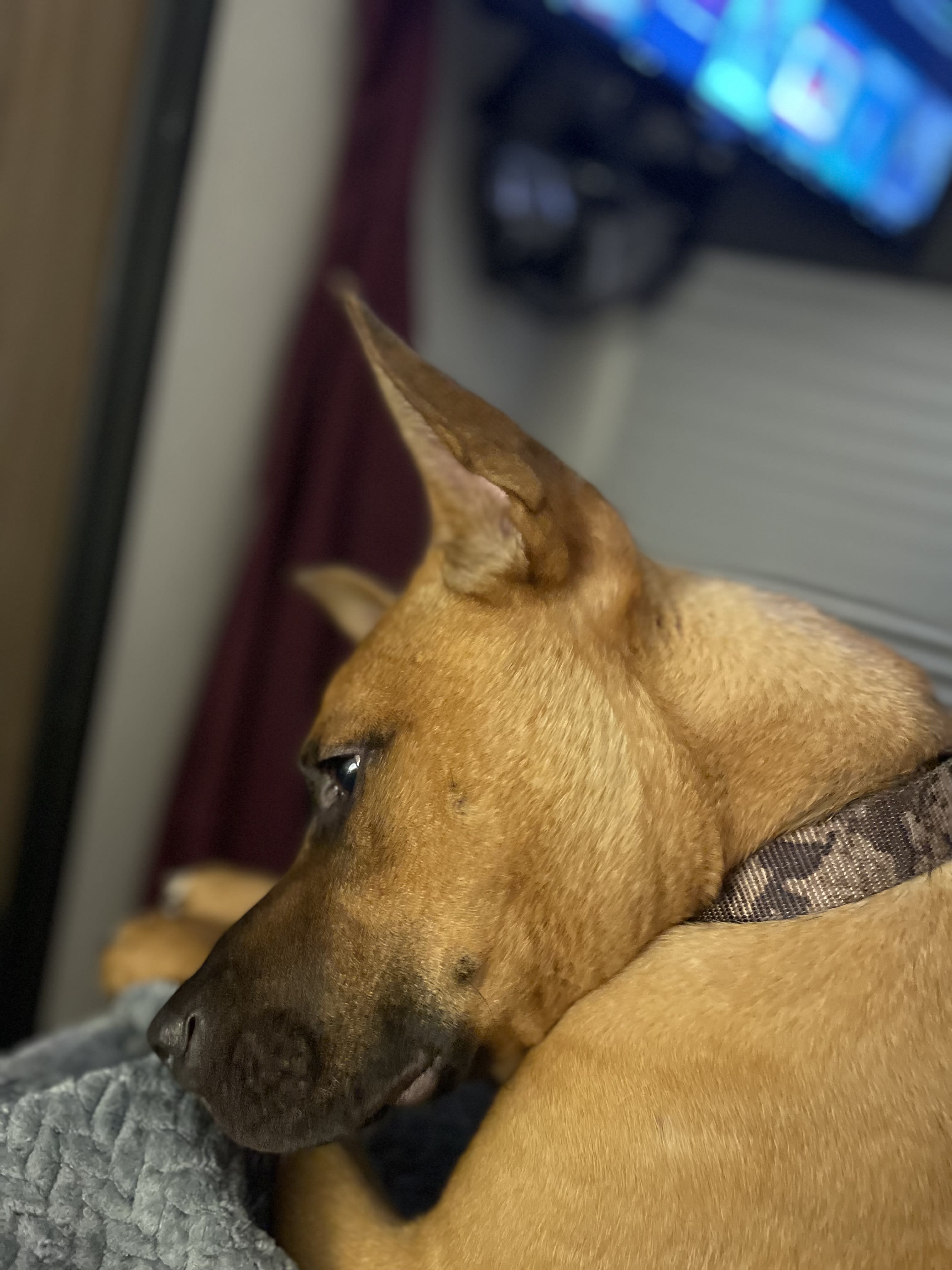 Finn