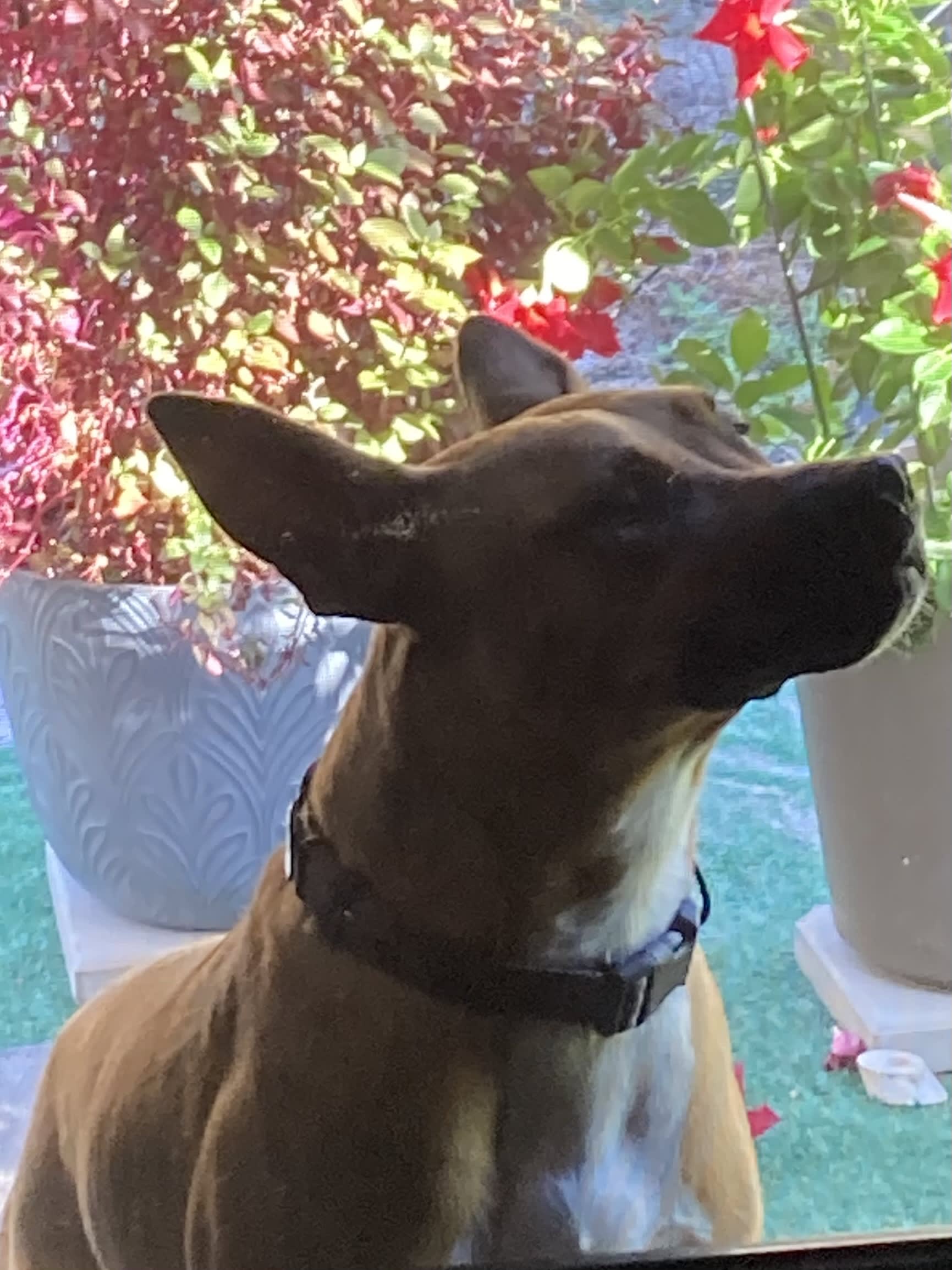 Finn
