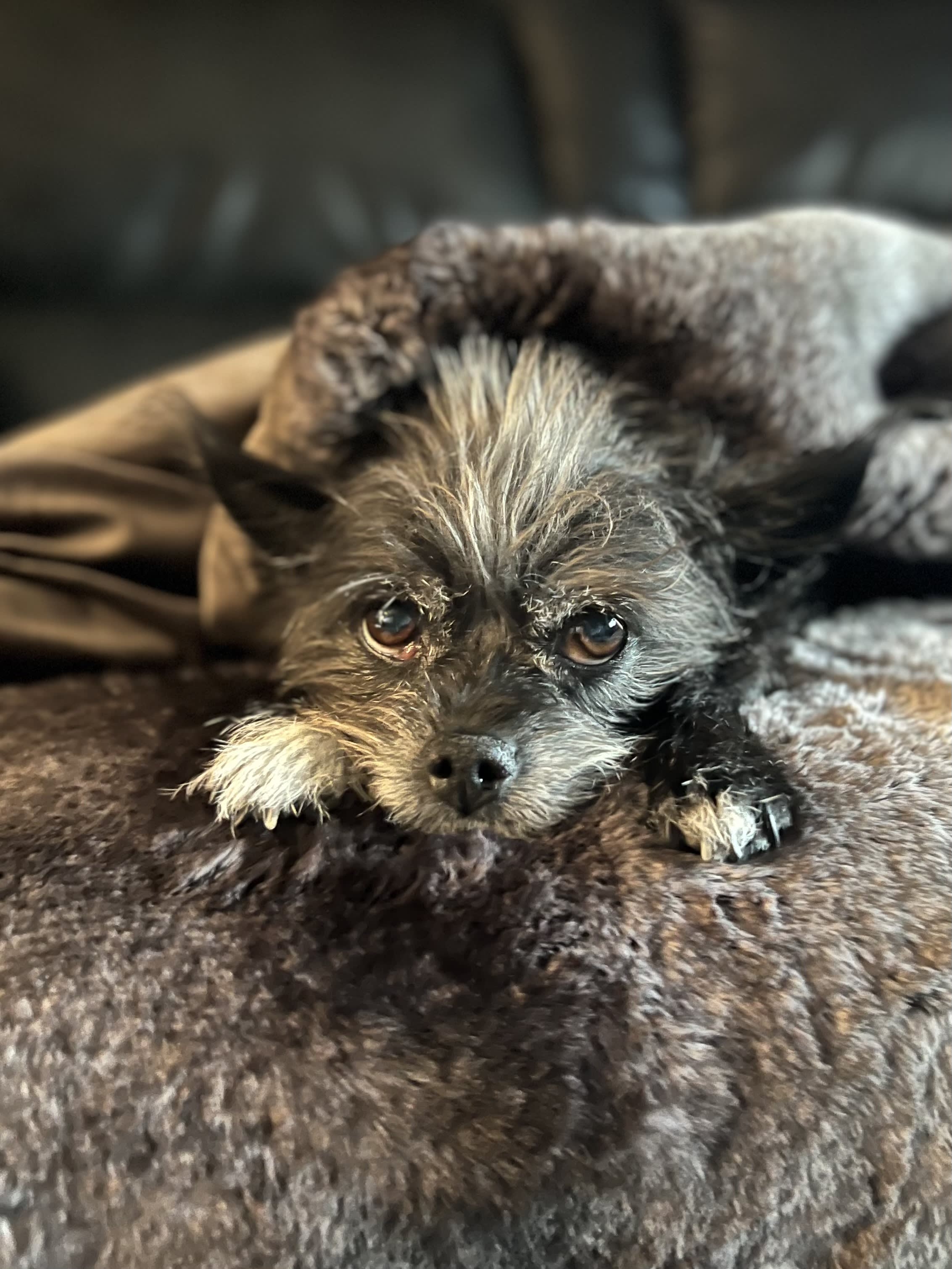 Libby