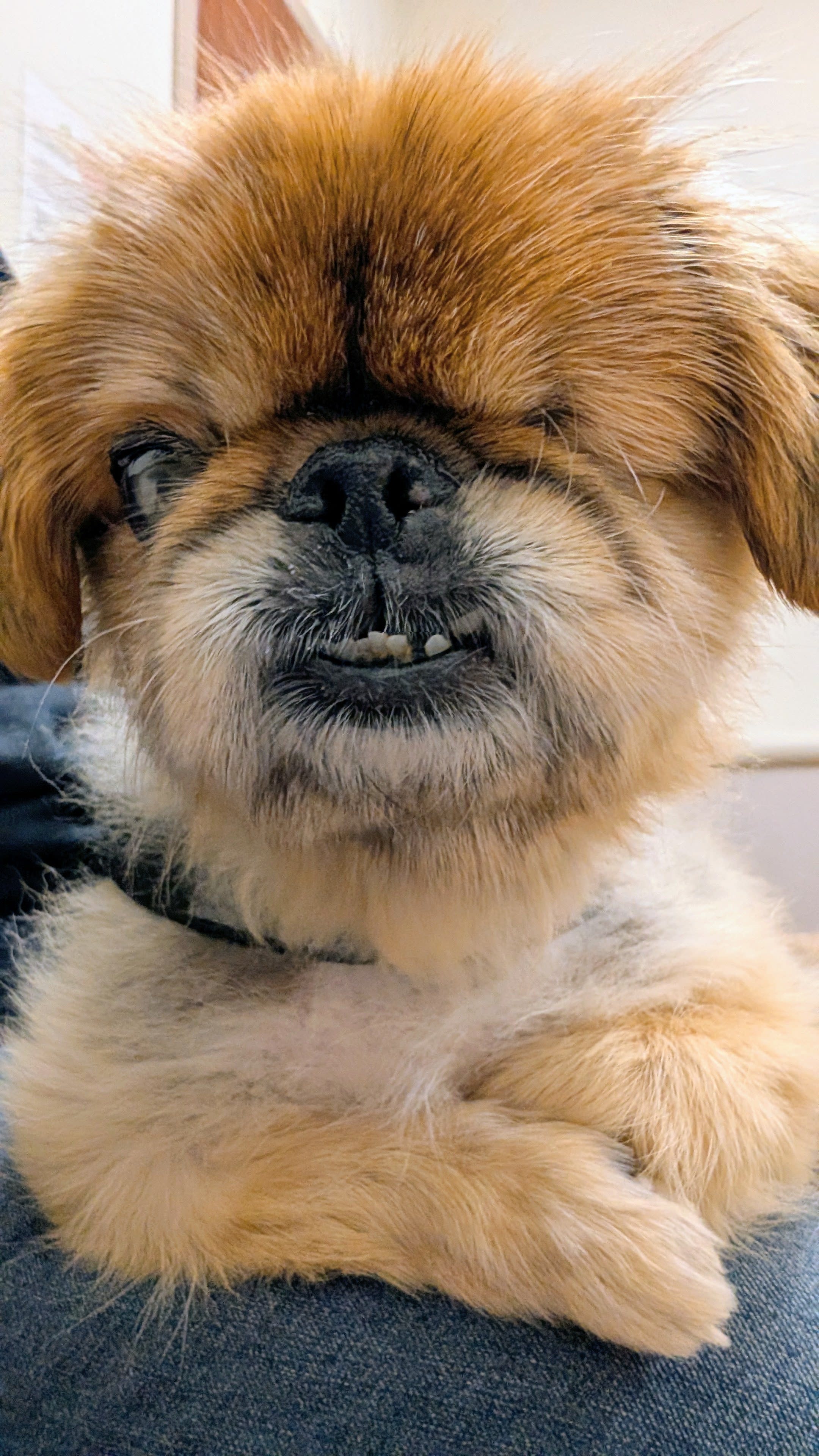 Abner the Pekingese Therapy Dog