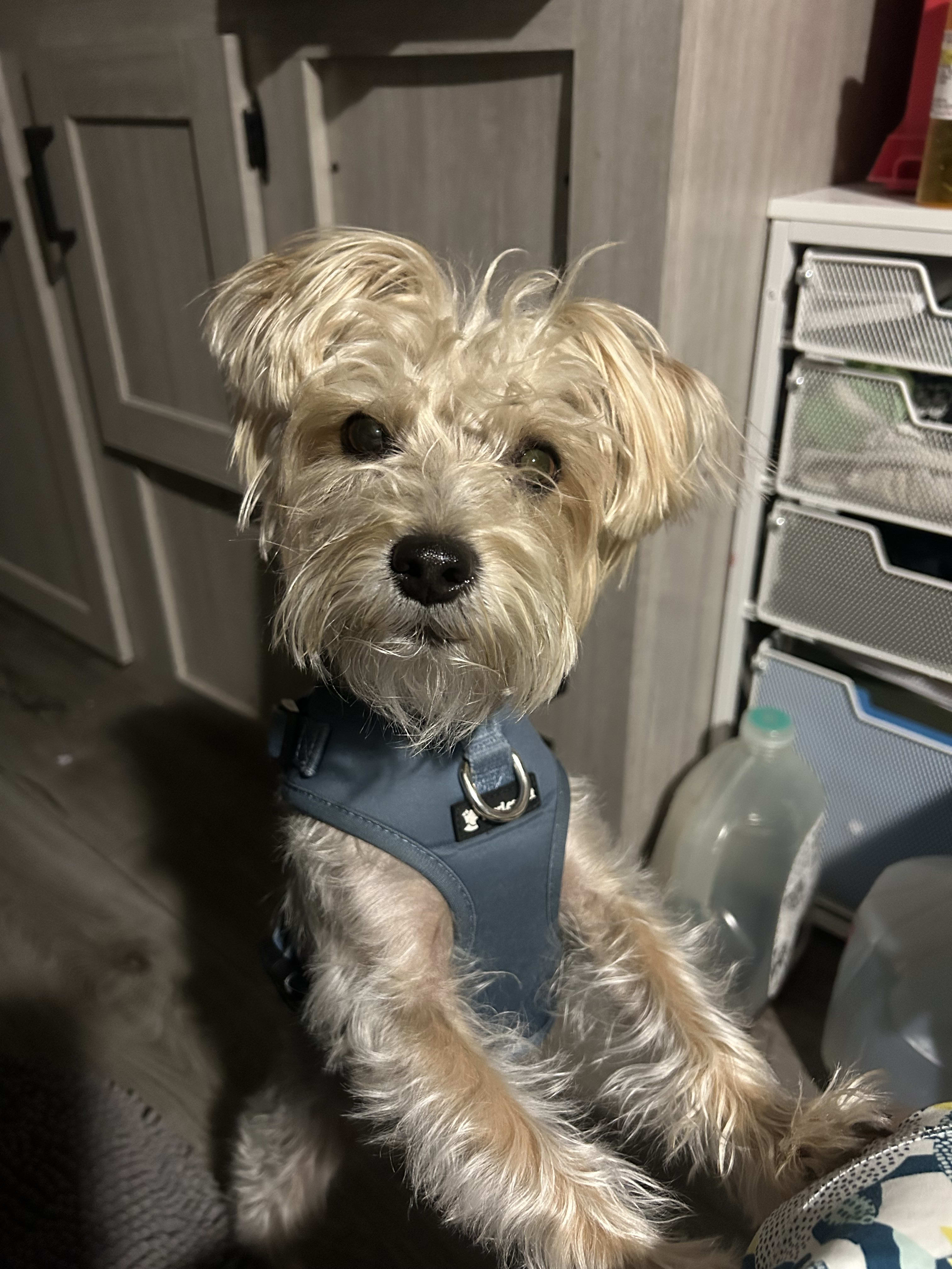 Archie