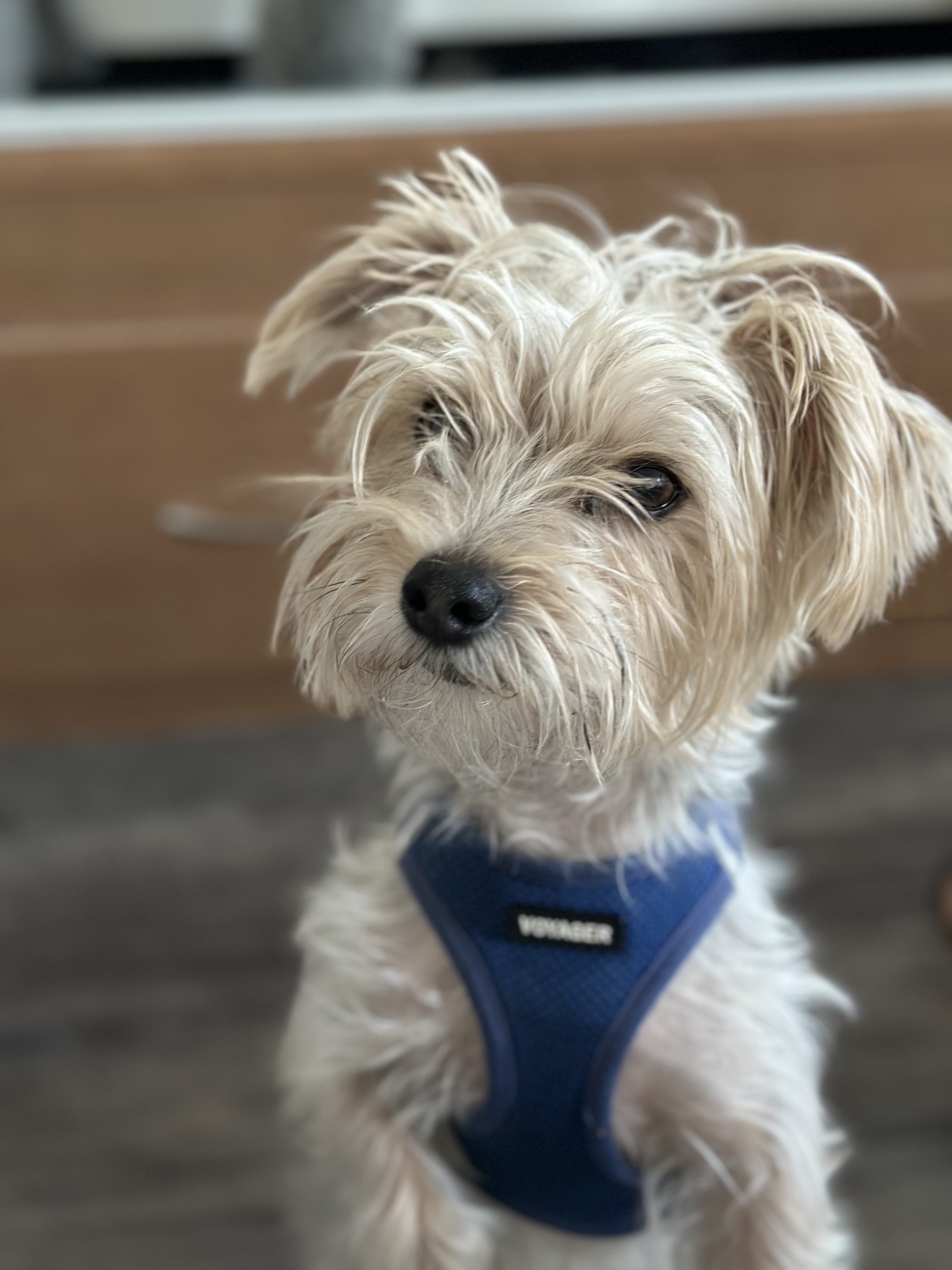 Archie