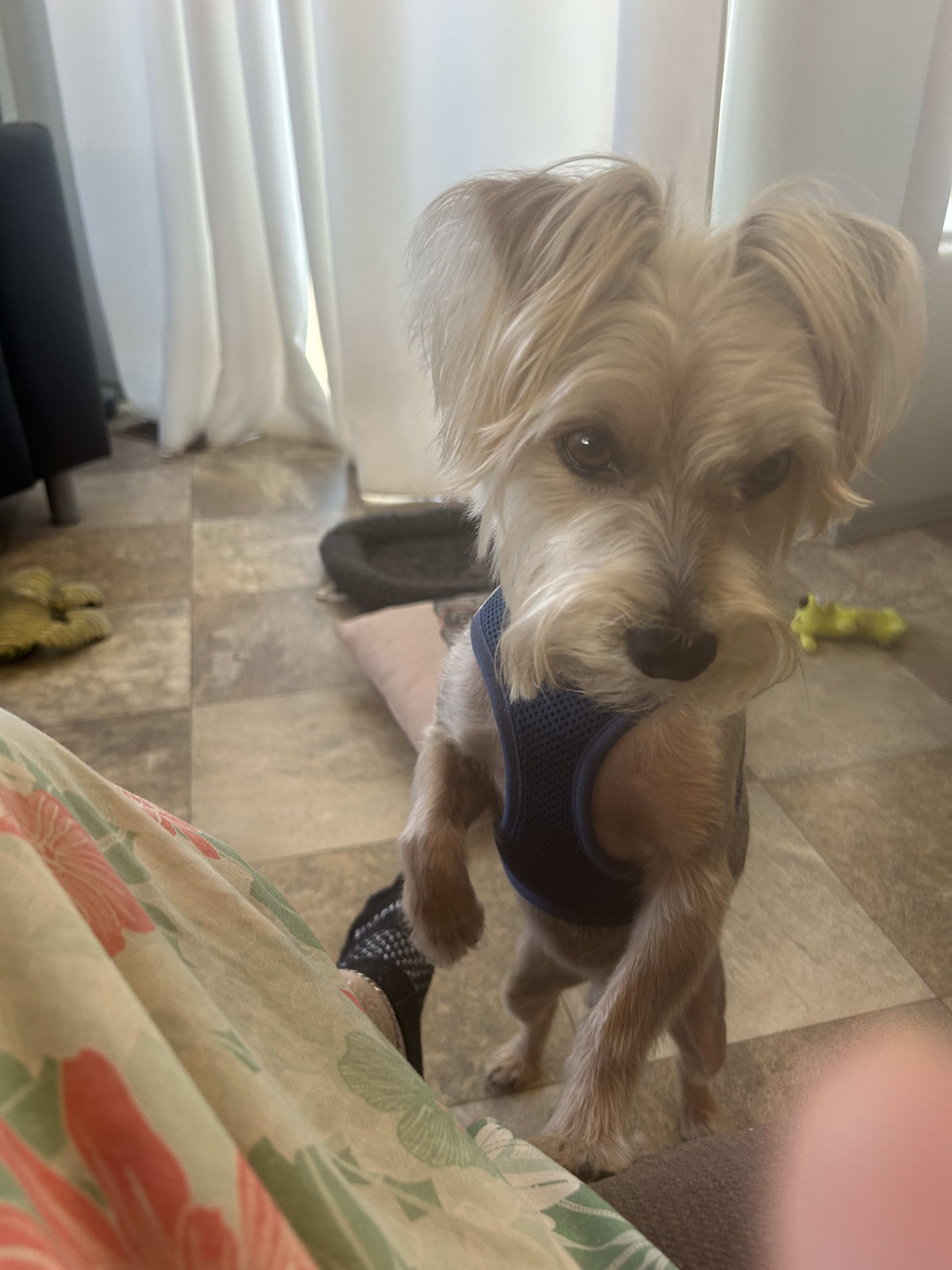 Archie
