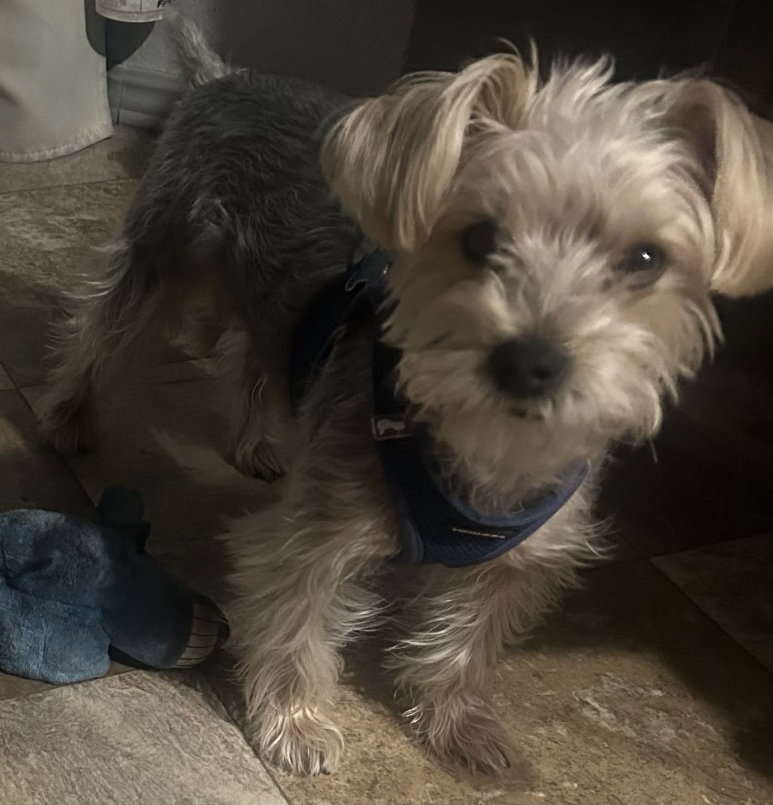 Archie
