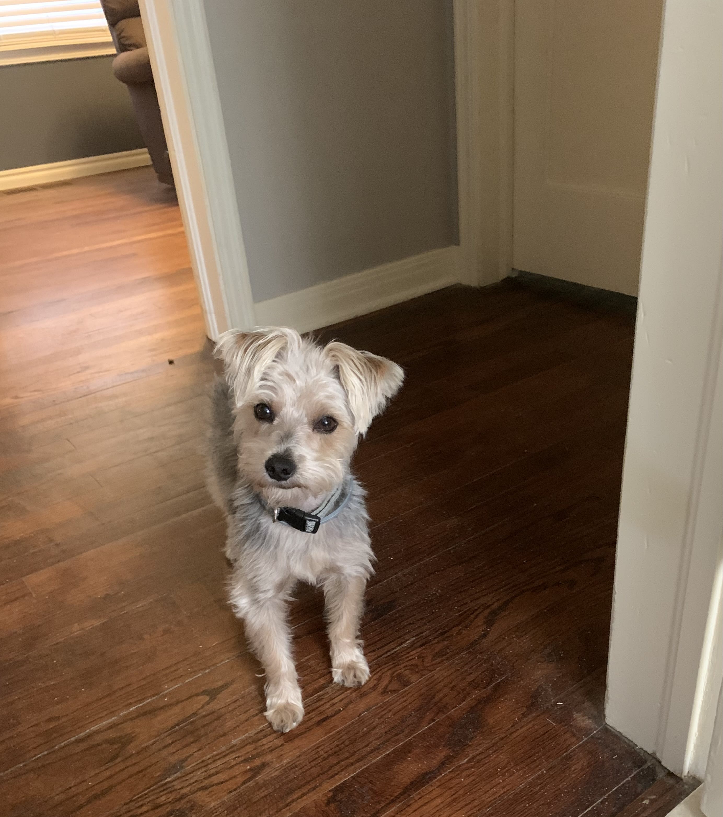 Archie