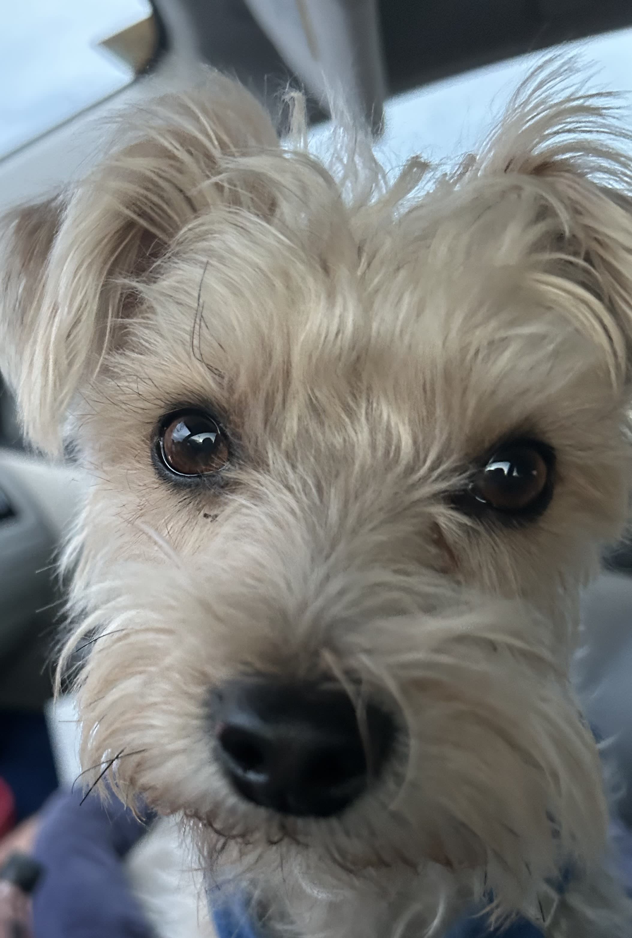 Archie