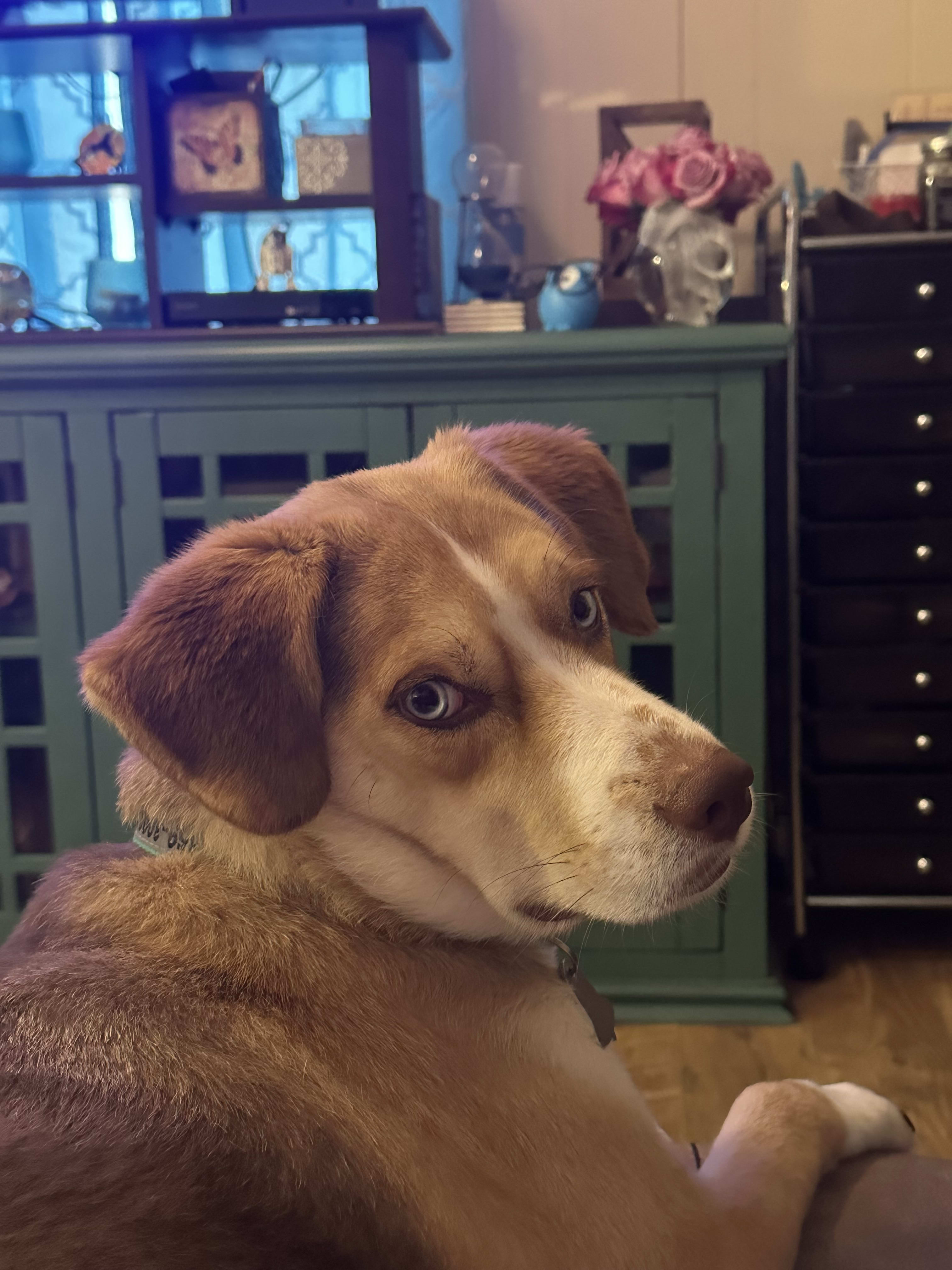 Roux Bear
