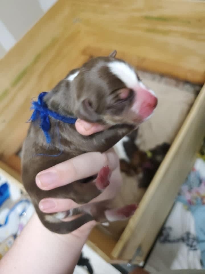 Roux Bear
