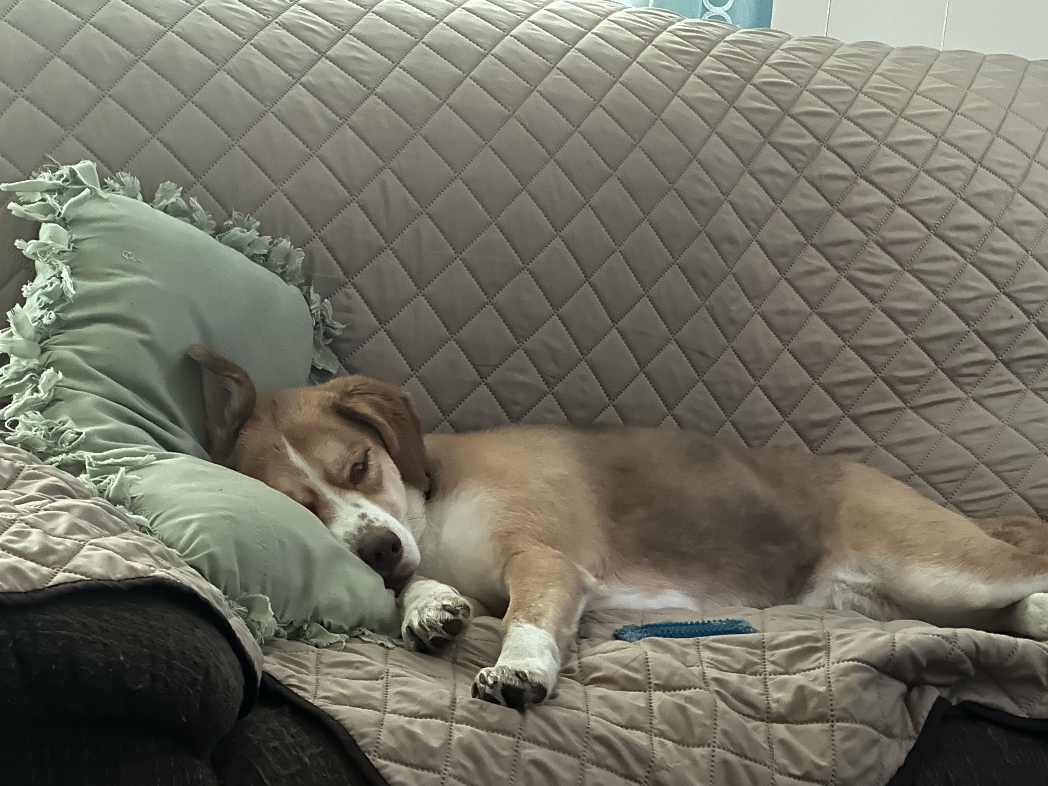 Roux Bear