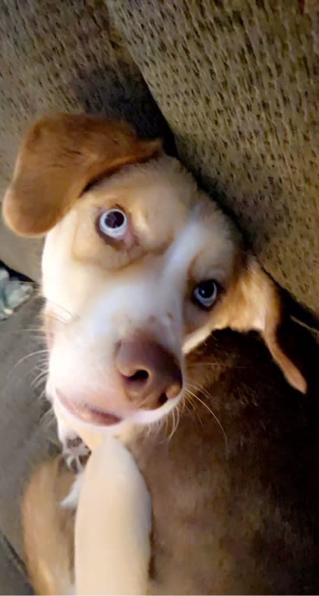 Roux Bear