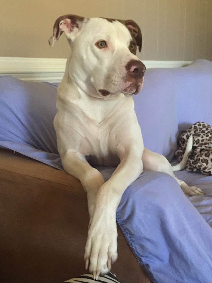 Cooper