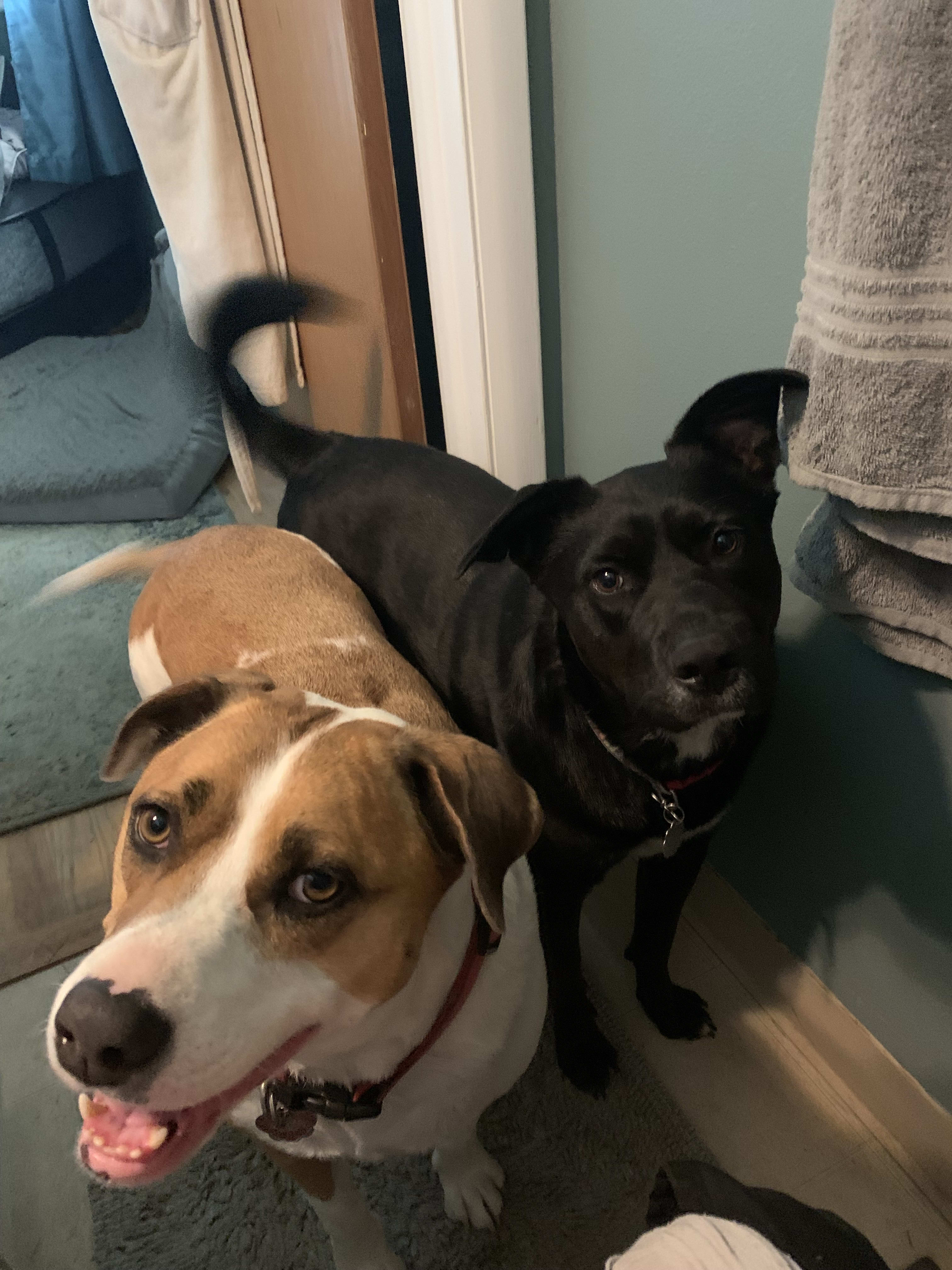 Penny and Daisy
