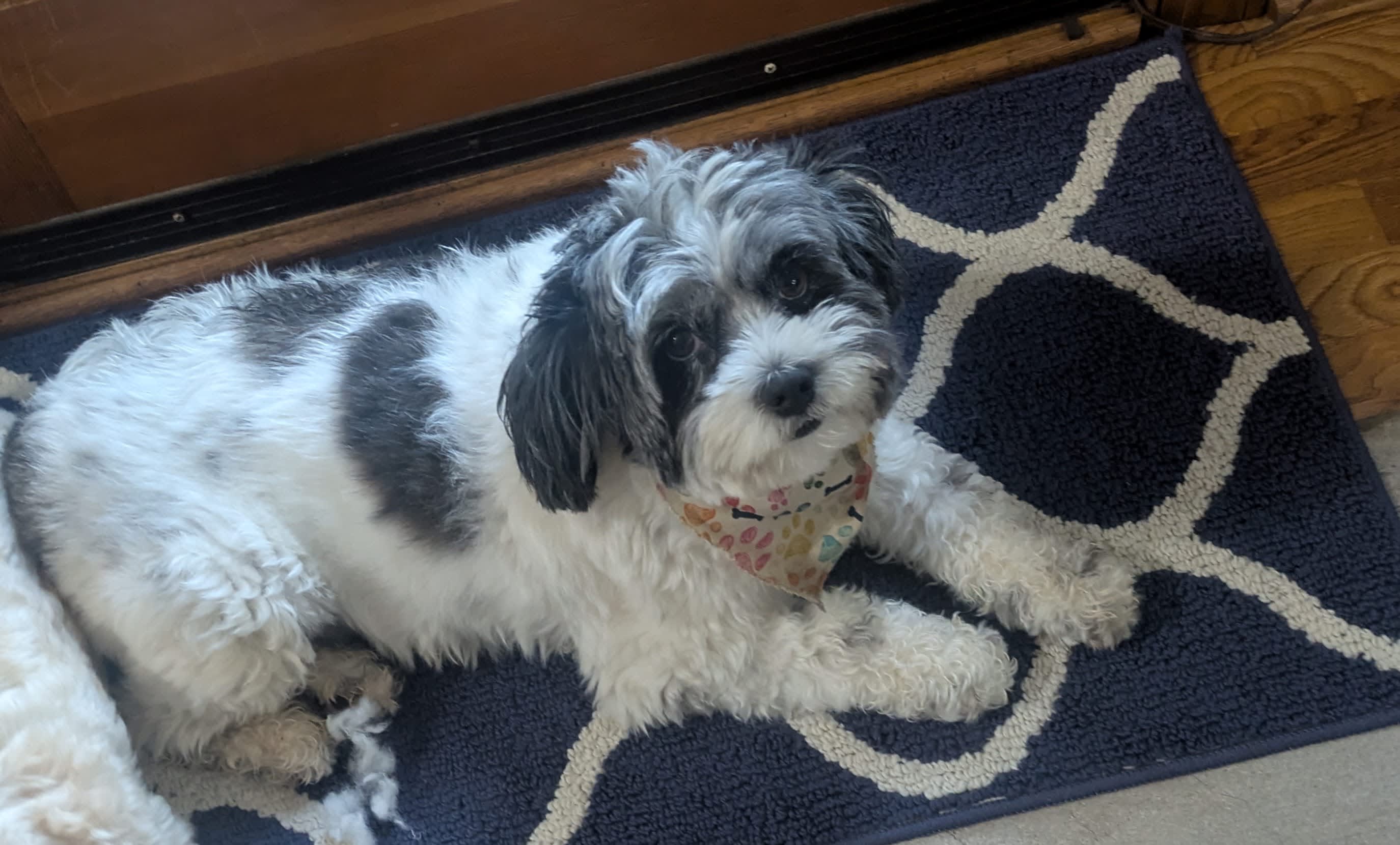 Darby and Dottie