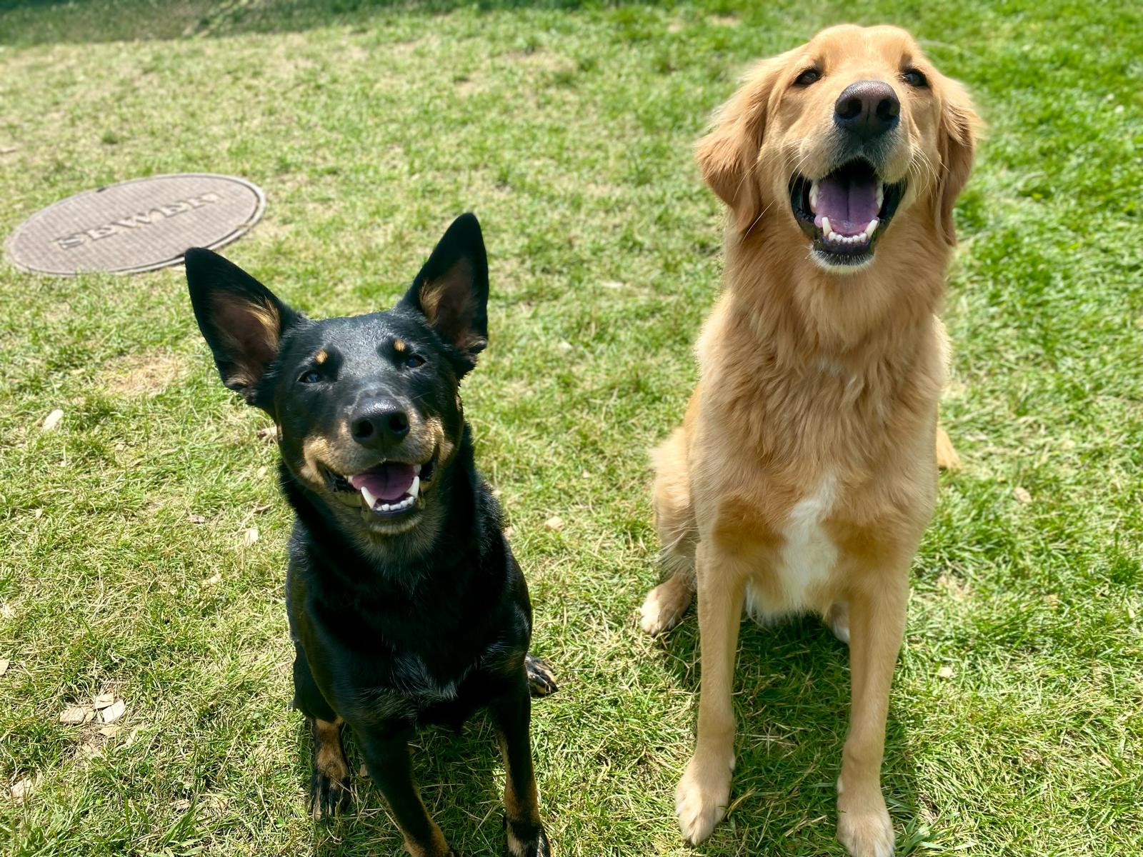 Kona and Charlie