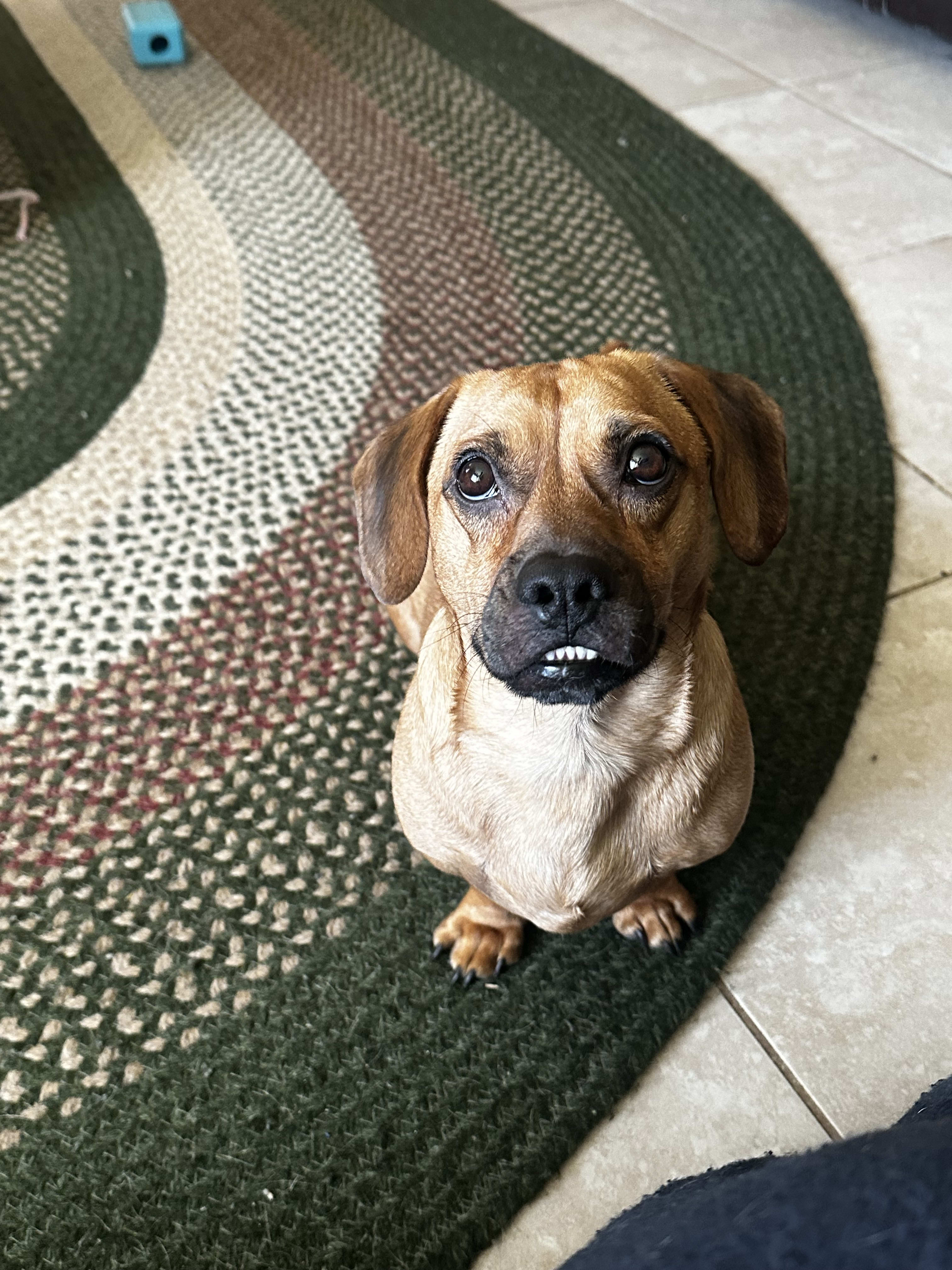 Auggie