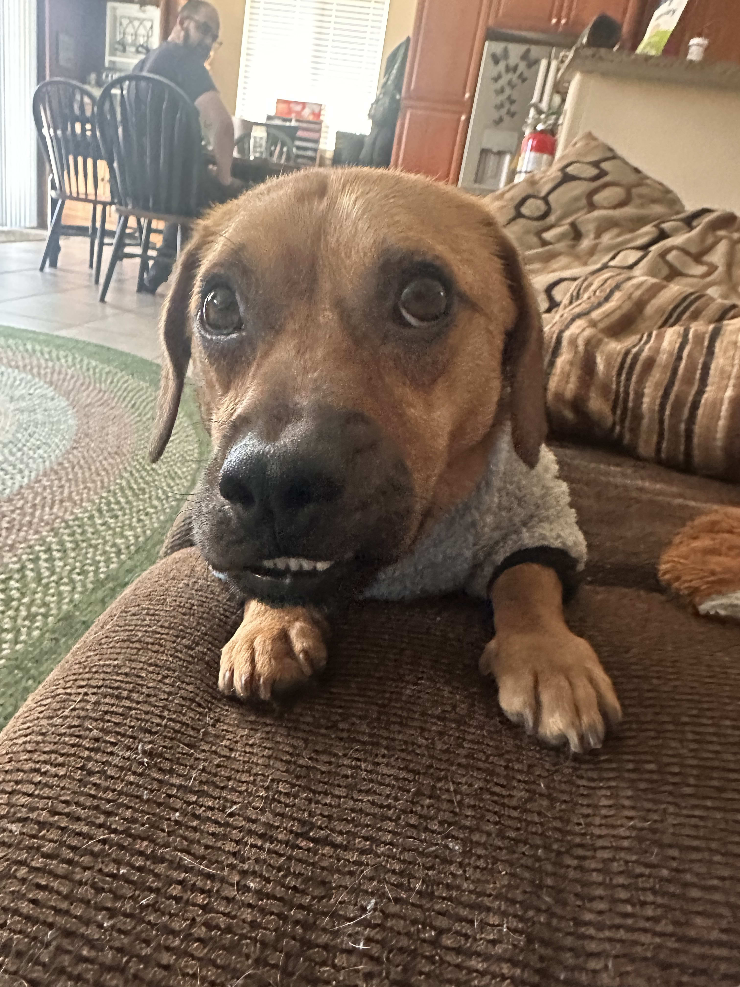 Auggie