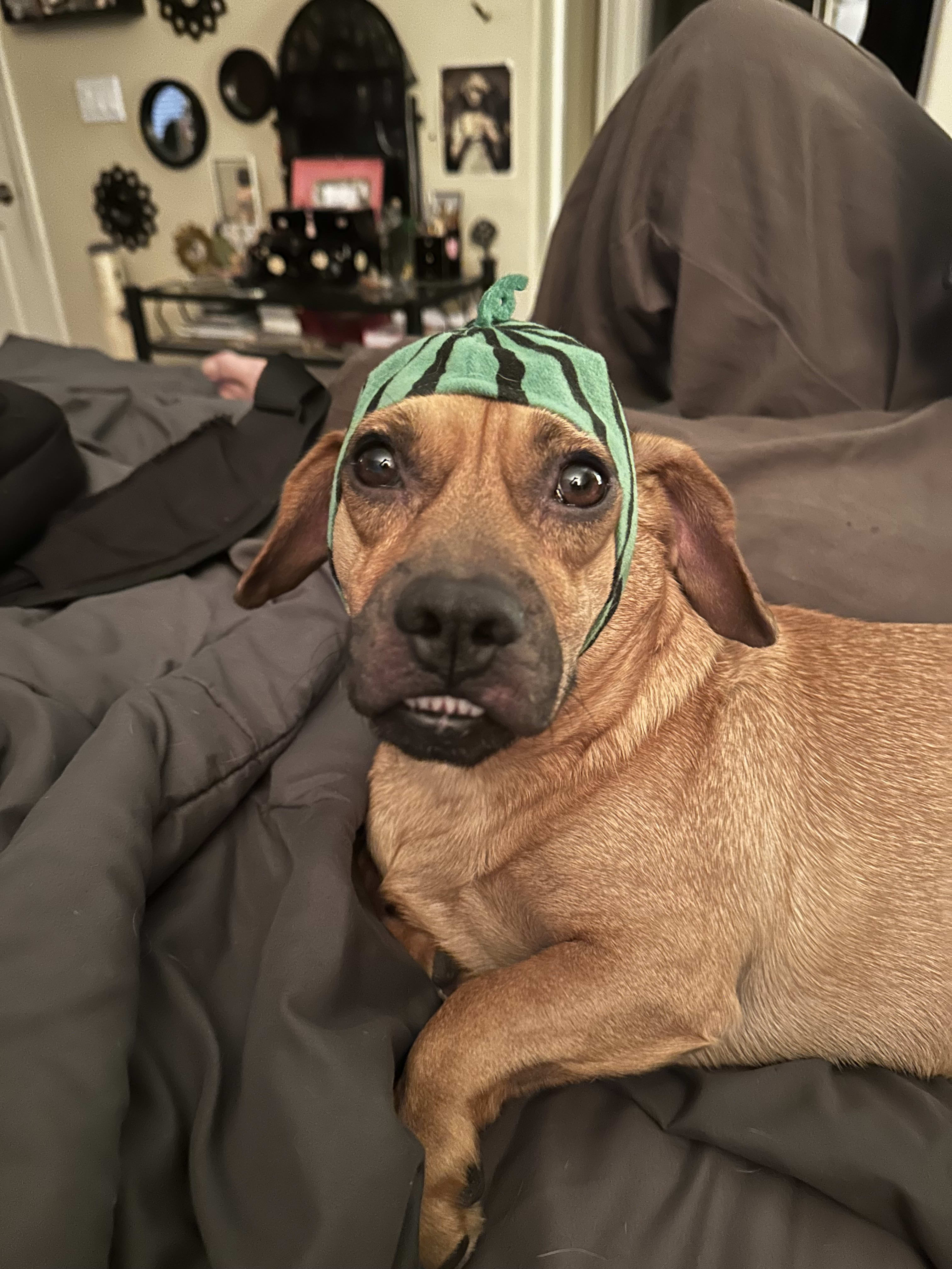 Auggie