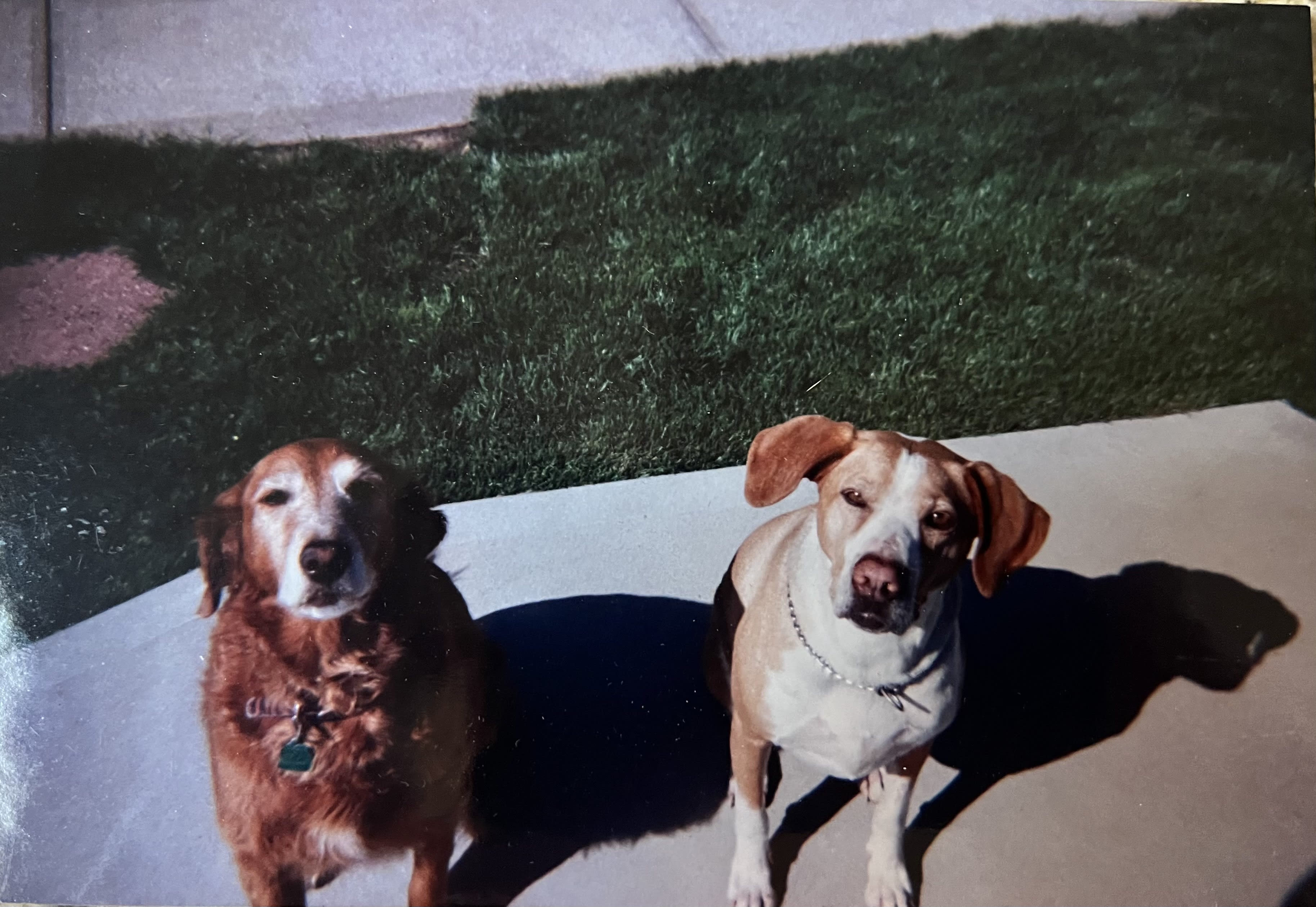 Maggie