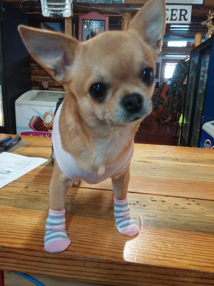 Grand Champion CiCi aka Obi Wan Chihuahua