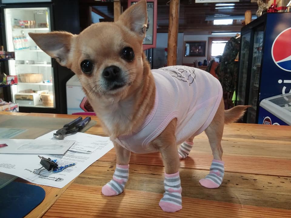 Grand Champion CiCi aka Obi Wan Chihuahua