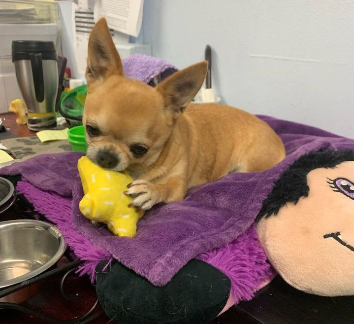 Grand Champion CiCi aka Obi Wan Chihuahua