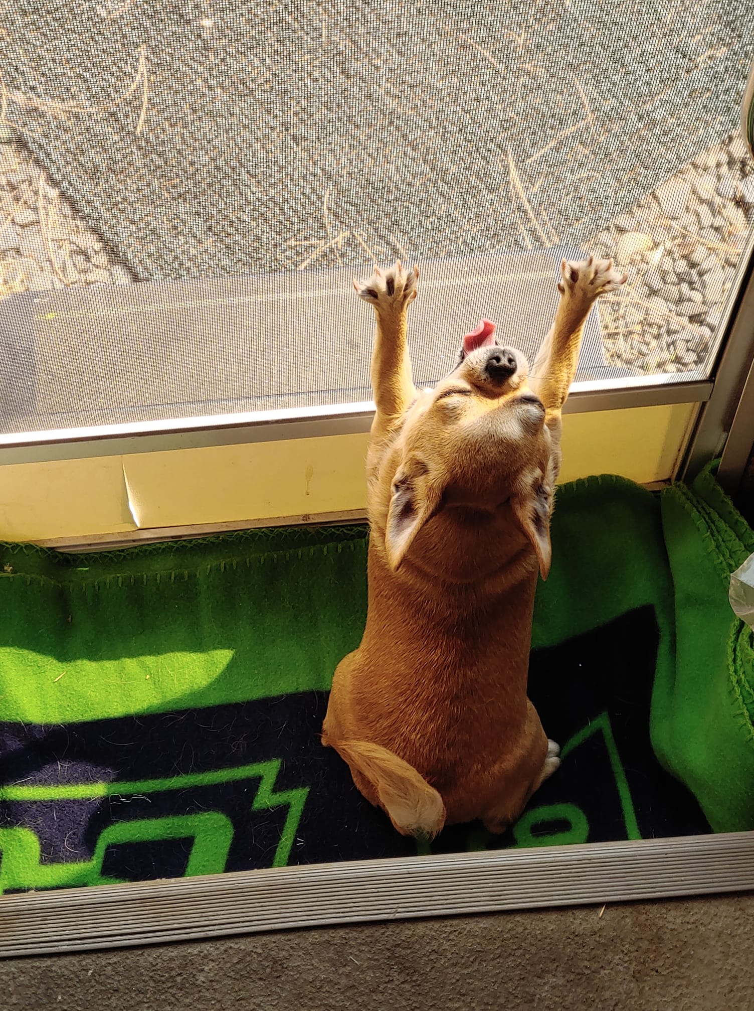 Grand Champion CiCi aka Obi Wan Chihuahua