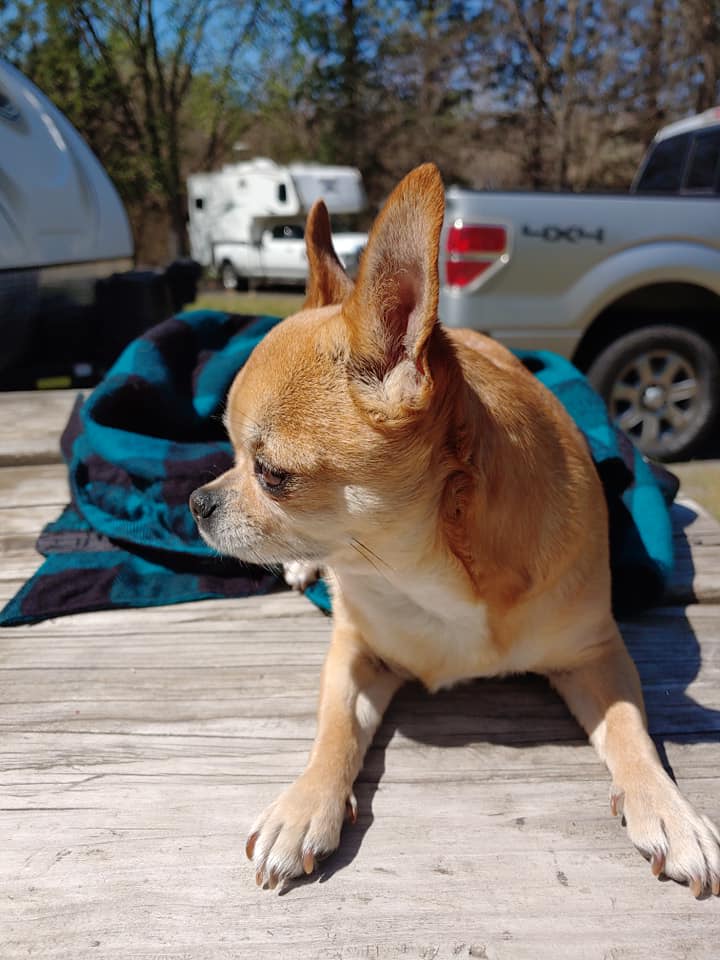 Grand Champion CiCi aka Obi Wan Chihuahua