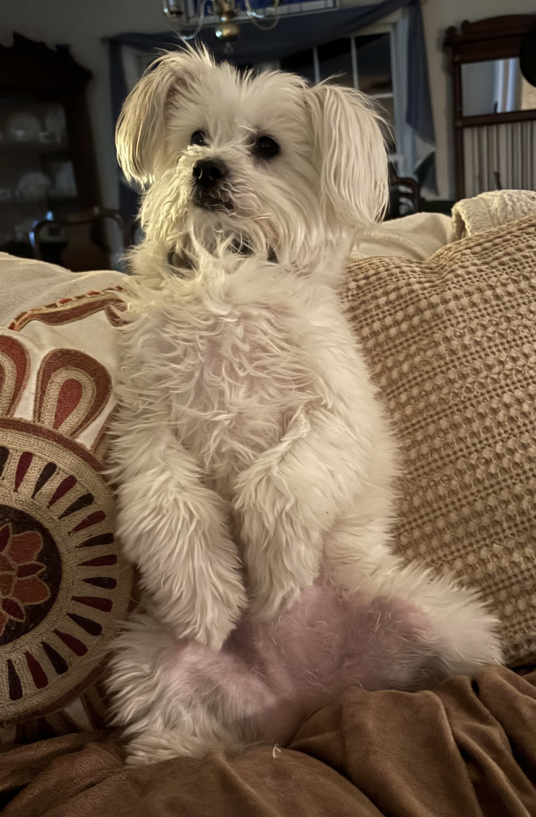 Maya