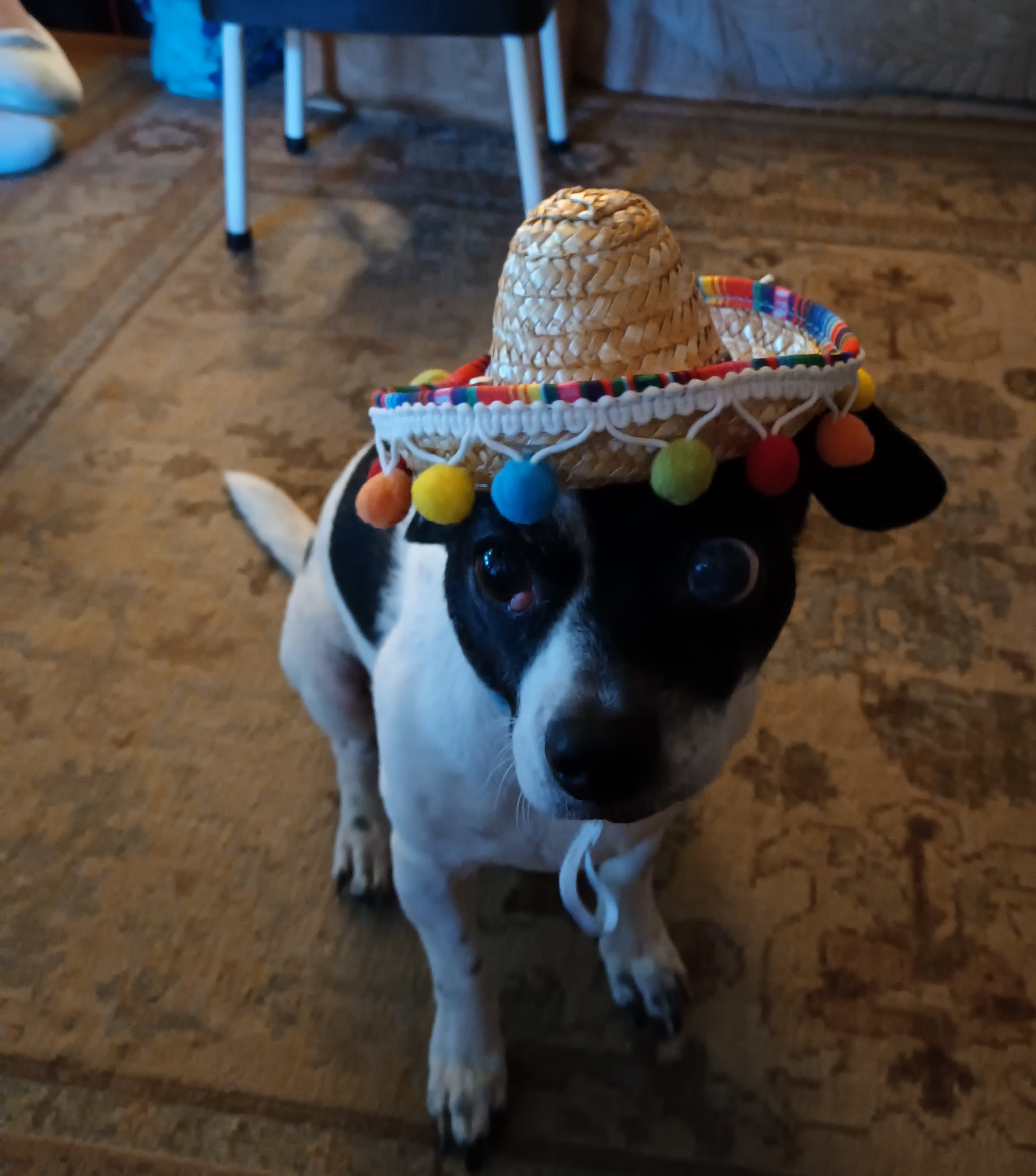 Duke Duke