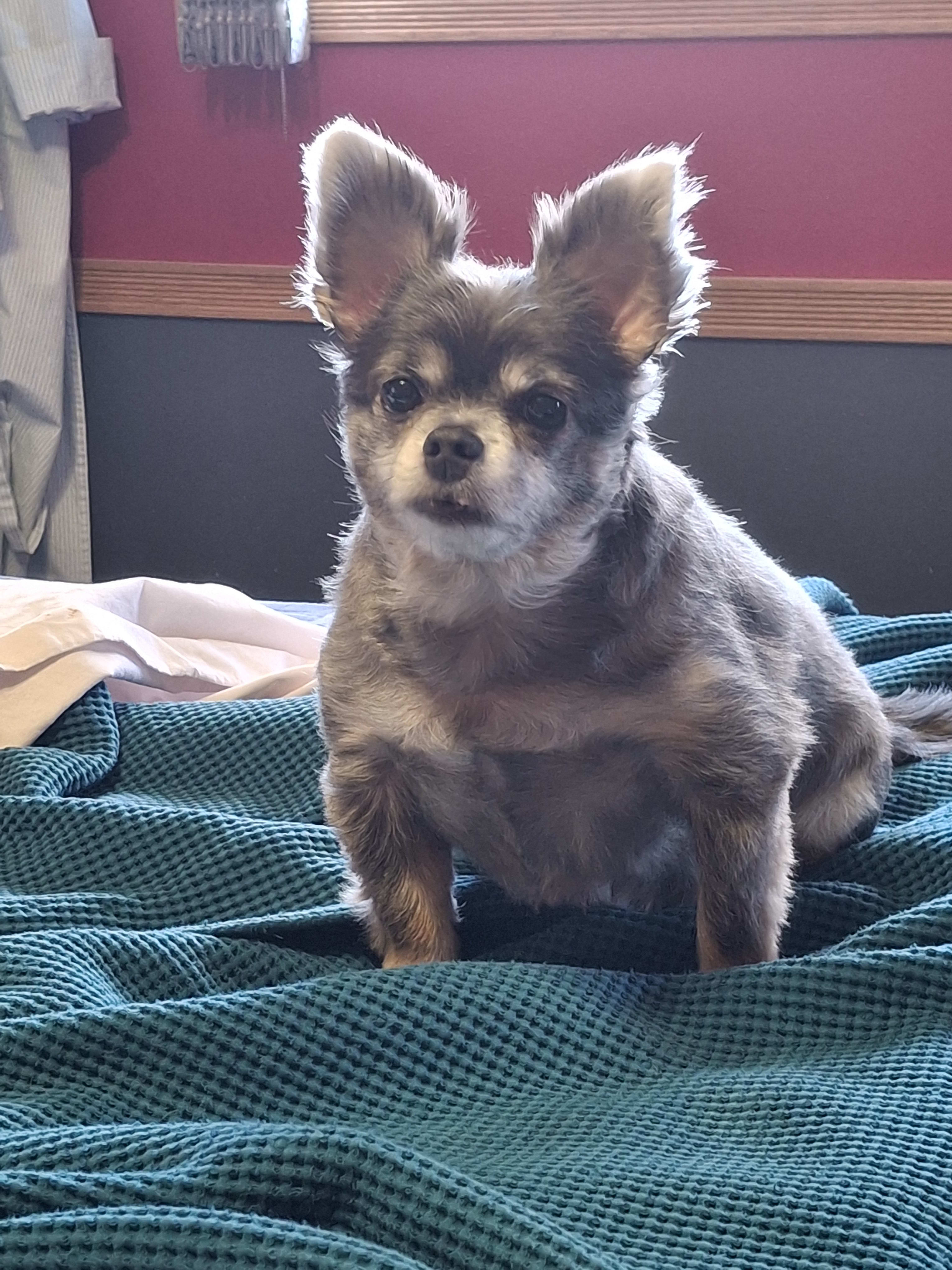Oscar