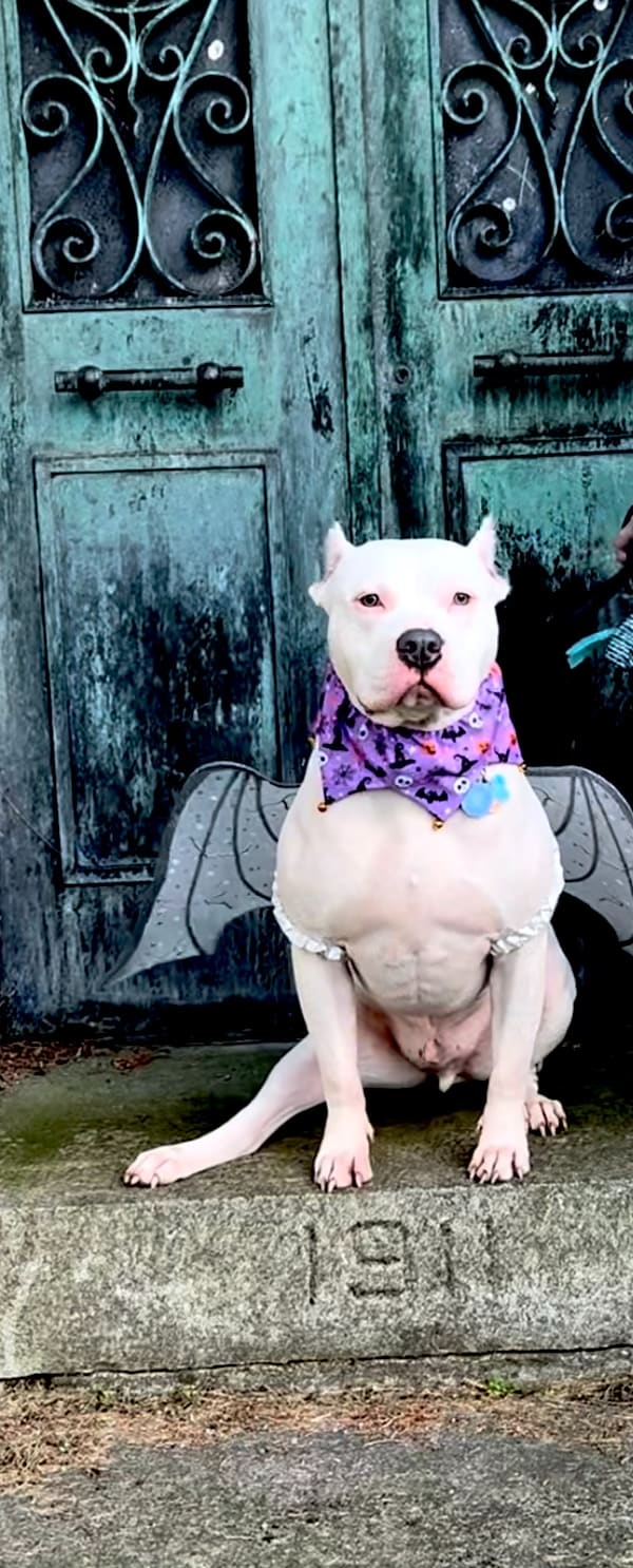Cupid
